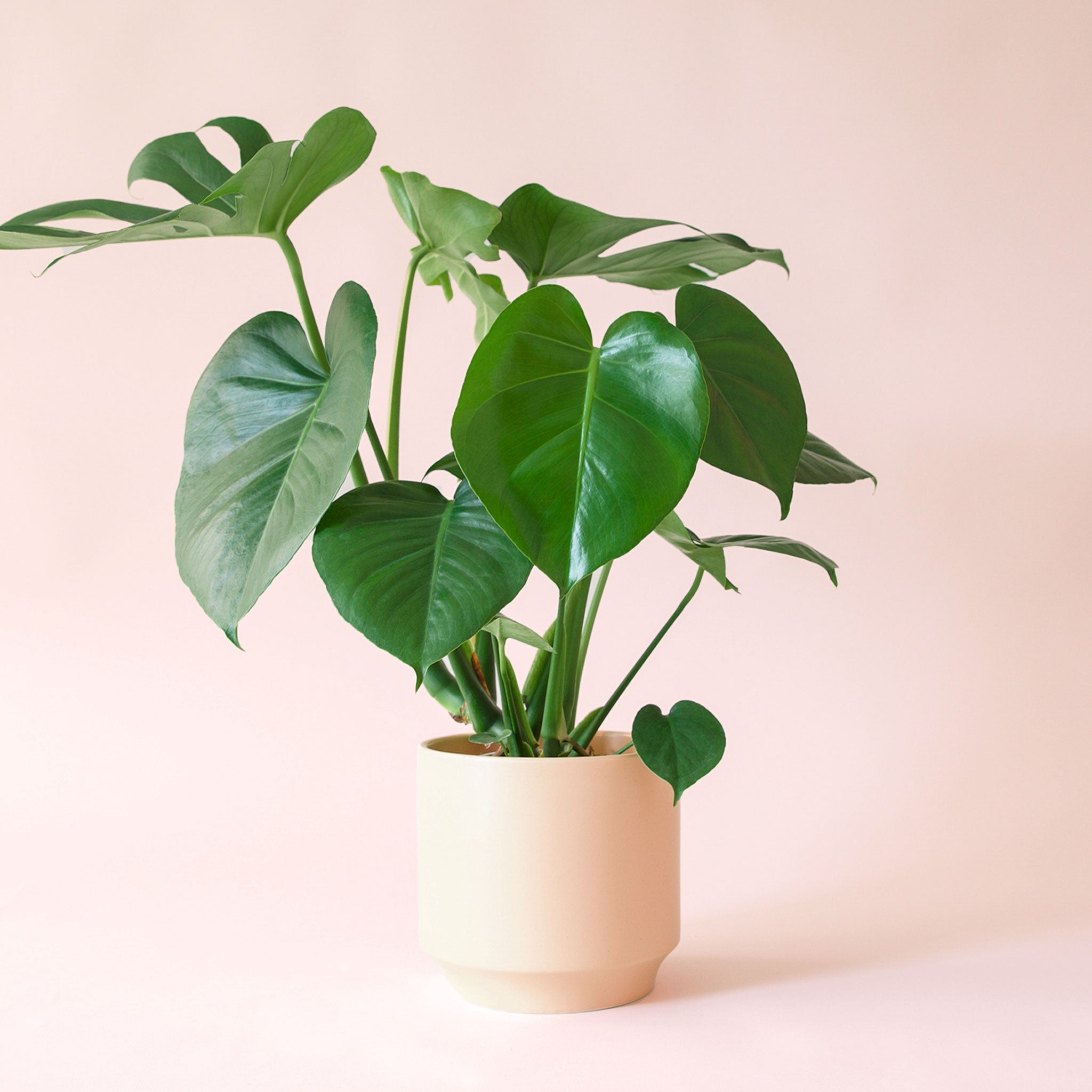 small monstera plant Monstera