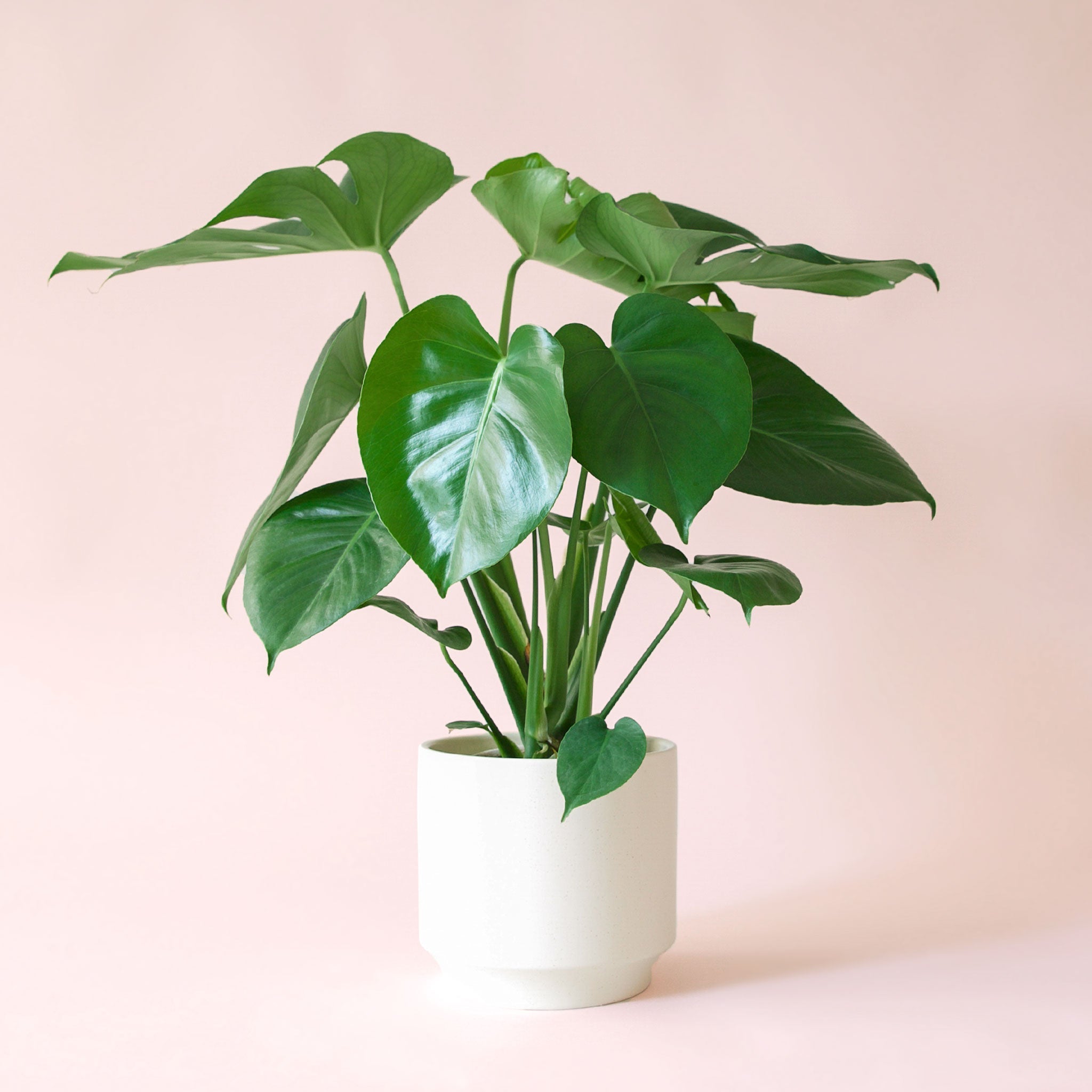 Monstera Deliciosa - Thumbnail 2