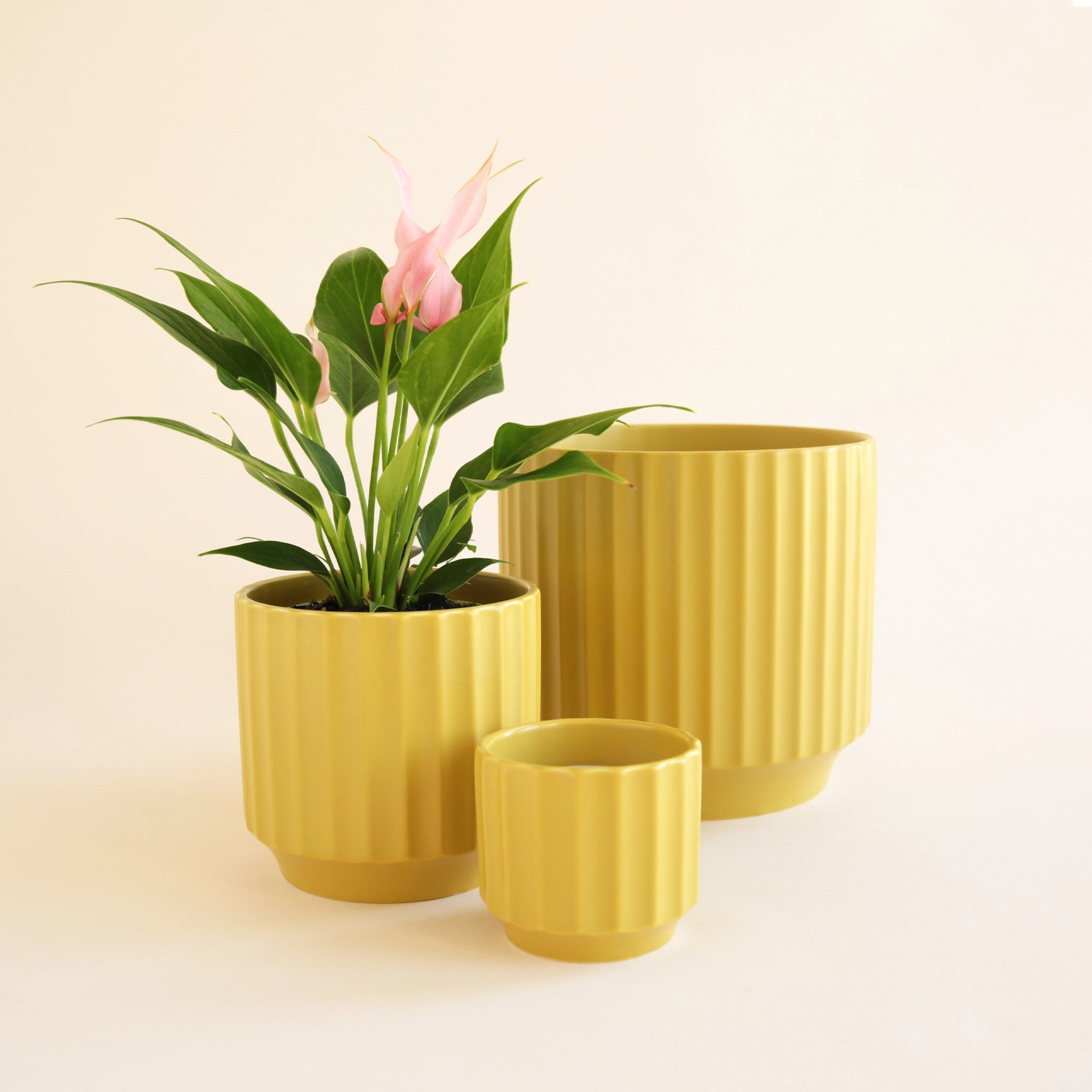 On an ivory background is three different sized charteuese ceramic pots with a ribbed texture around the sides.