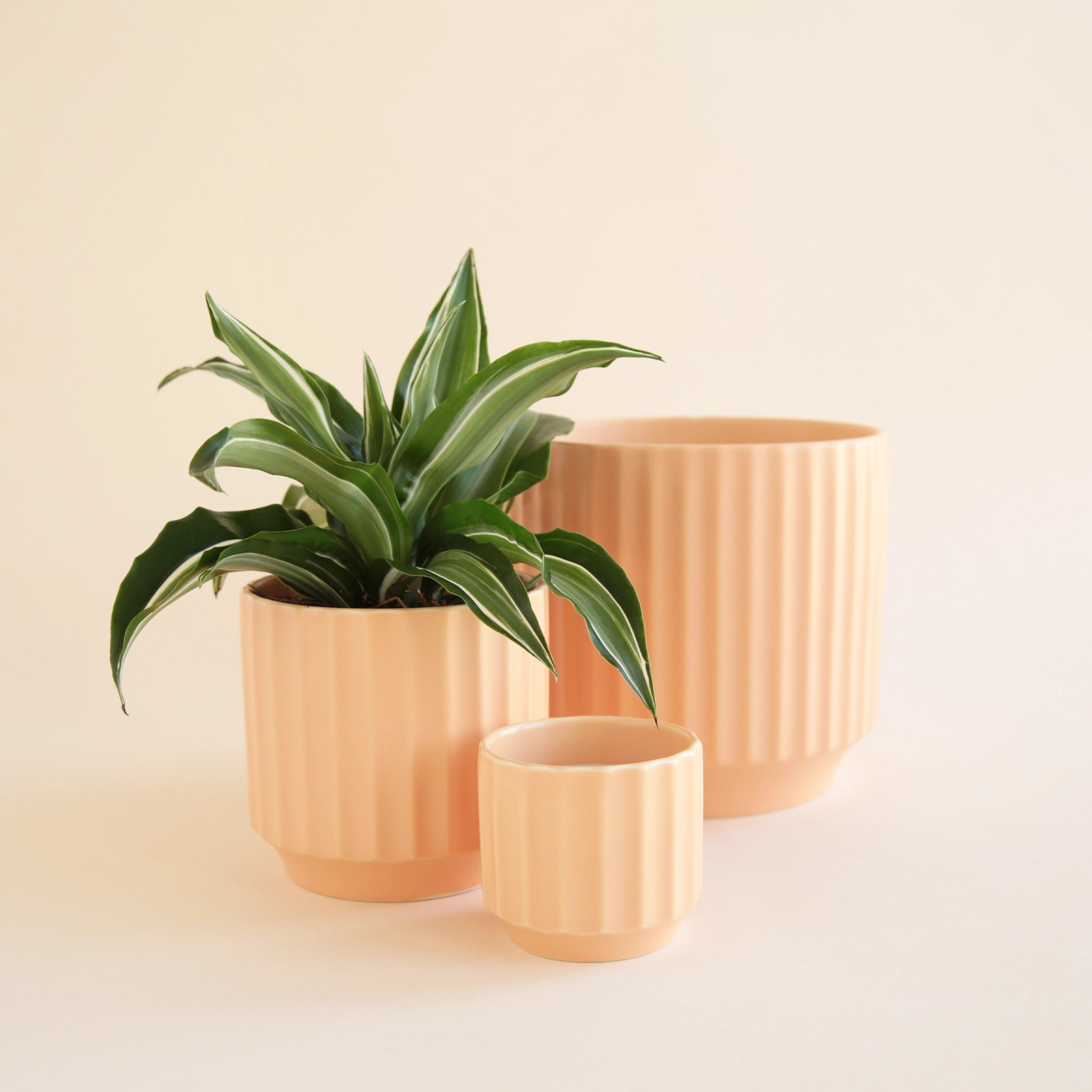 On an ivory background is three different shaped ceramic pots in a warm toned pink shade. 