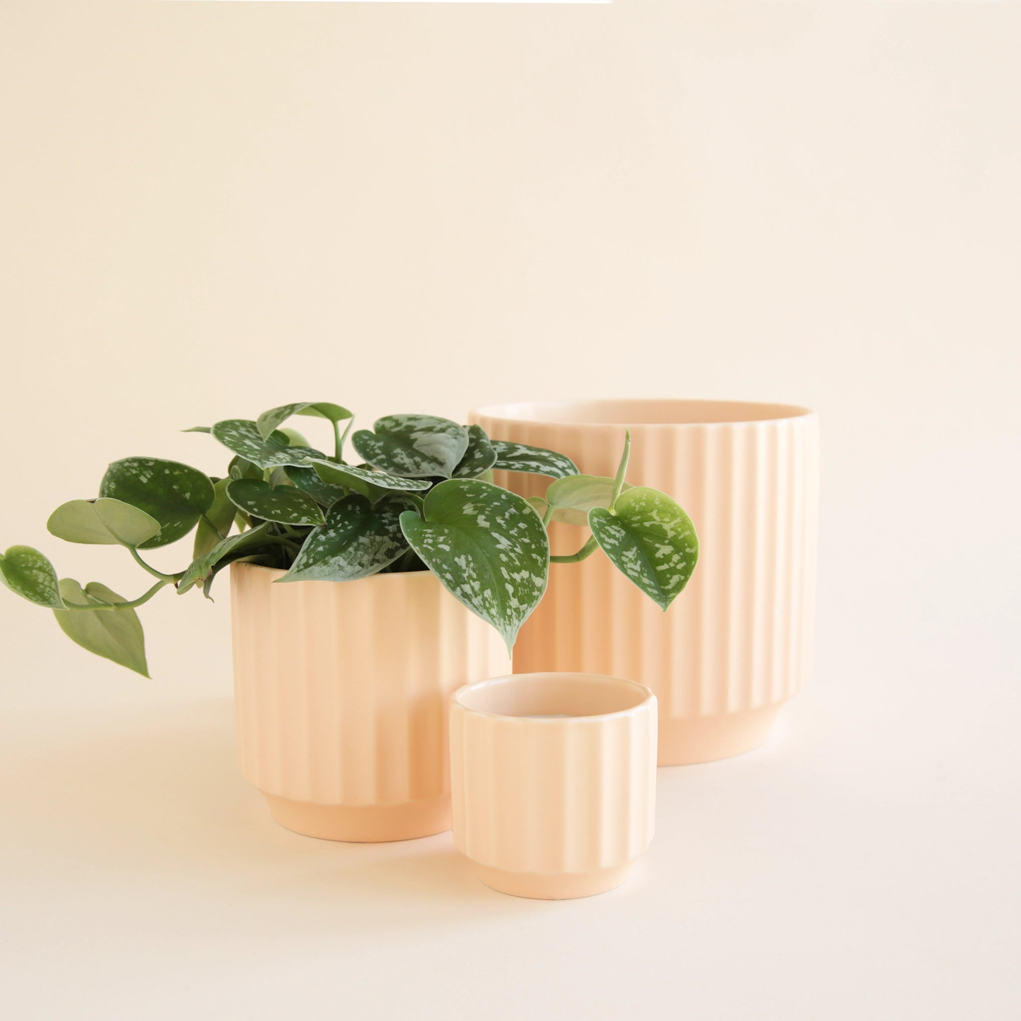 On a white background is three different sized ceramic pots with a fluted texture in a light pink shade. The medium pot is filled with a silver pictus plant.