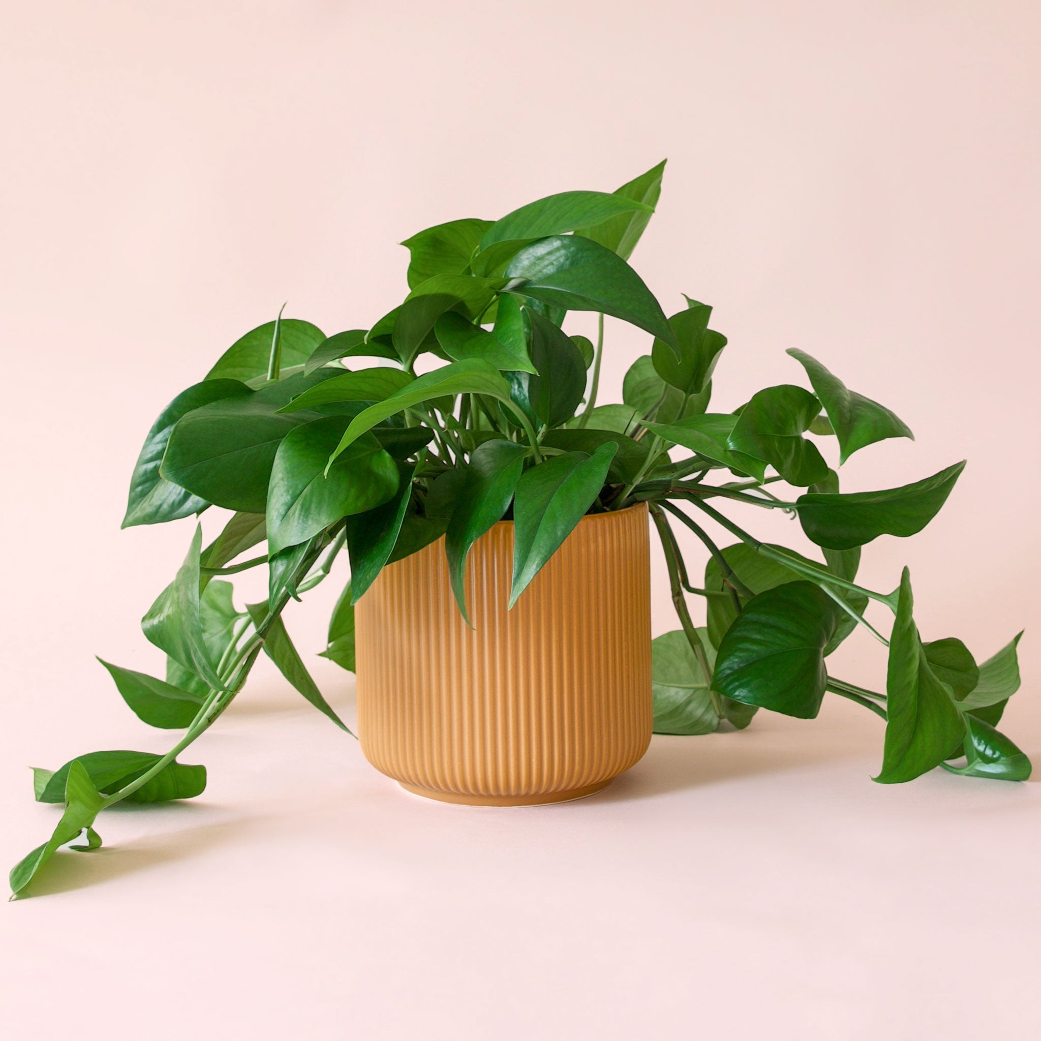 the sill pothos Pothos