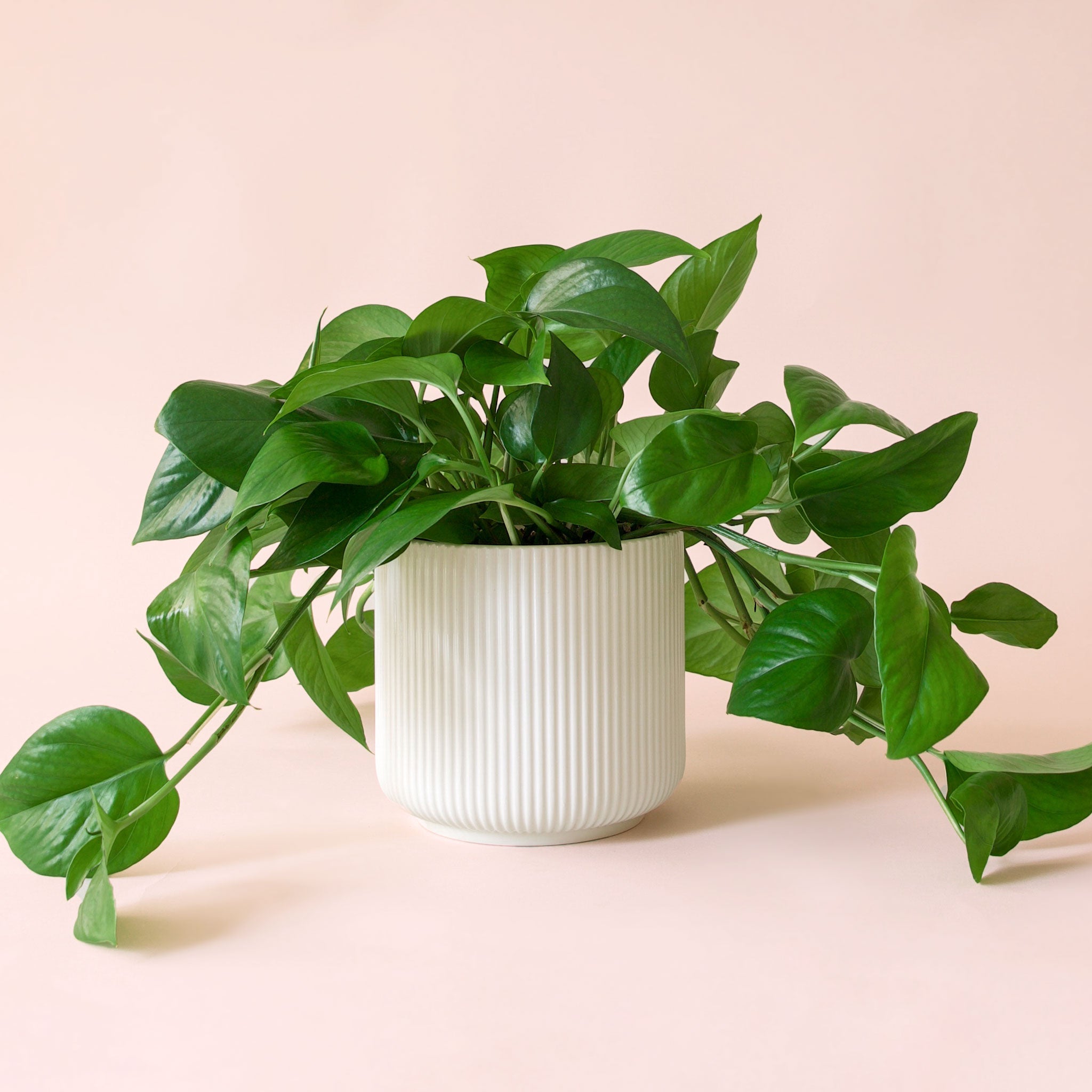 light green pothos Pothos