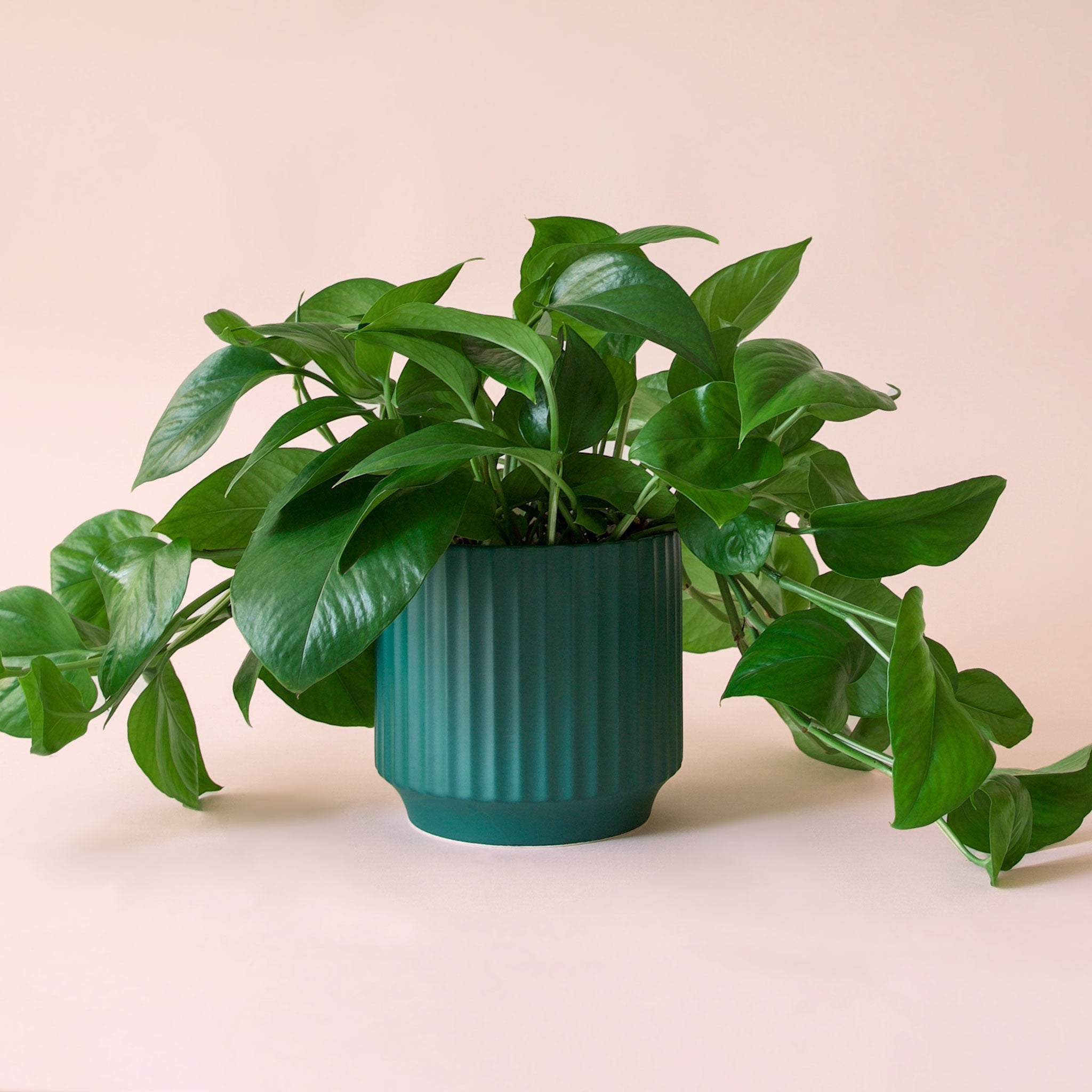 Pothos | Green - Thumbnail 5