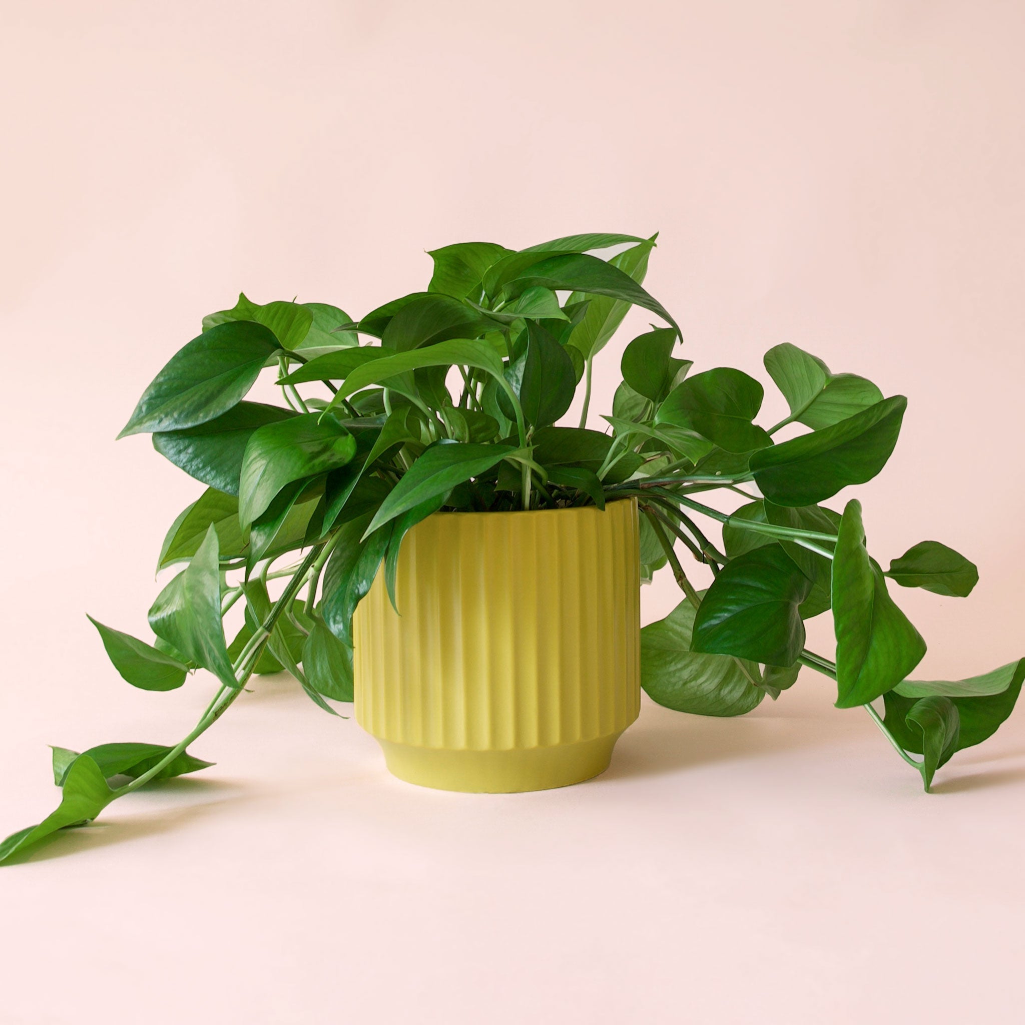 Pothos | Green - Thumbnail 2