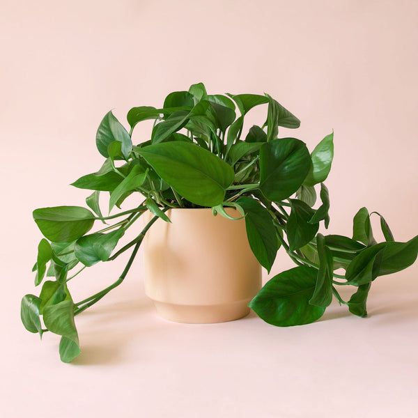 Pothos | Green