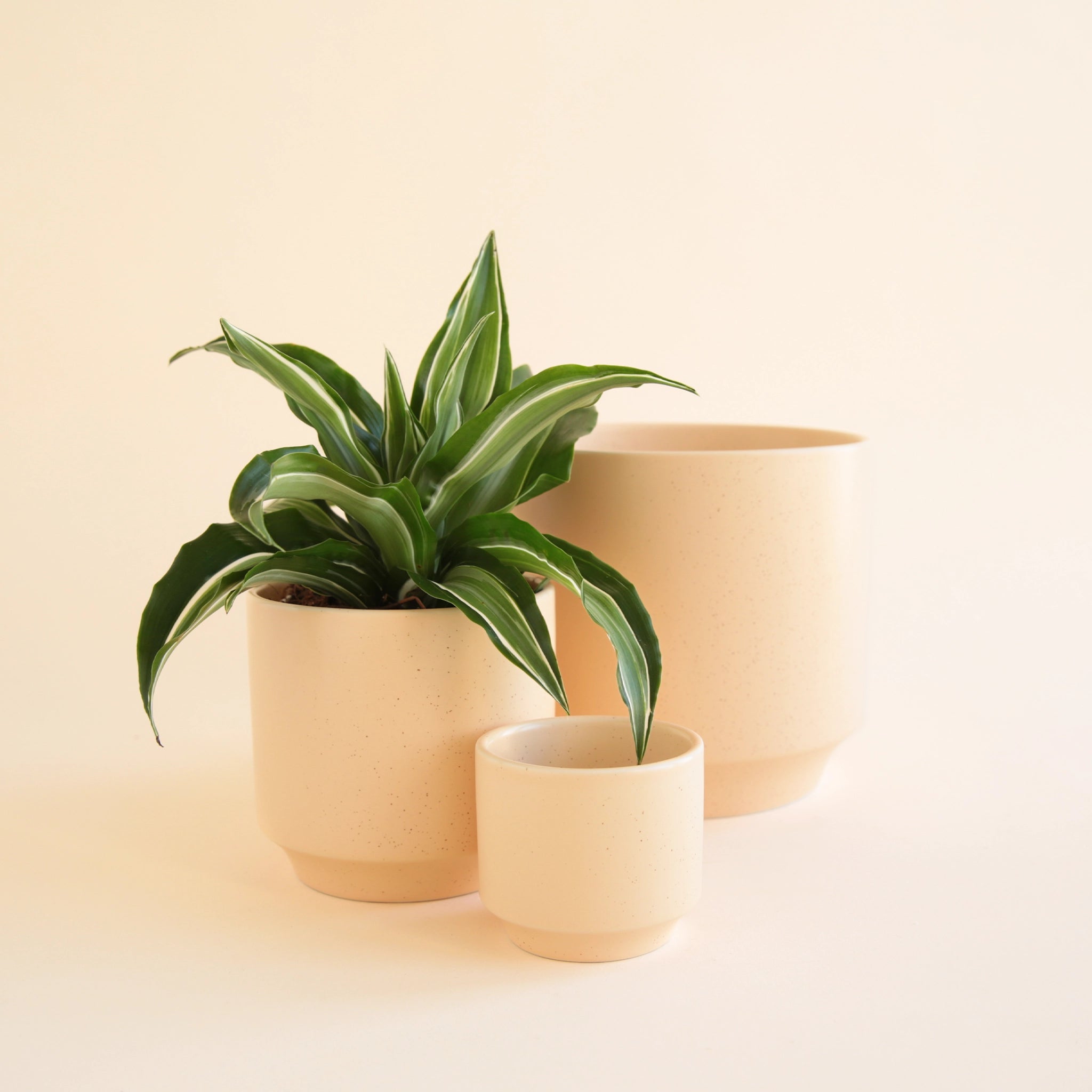 On an ivory background is three different sized ceramic planters in a neutral tan shade with a slight speckle and a tapered bottom. 