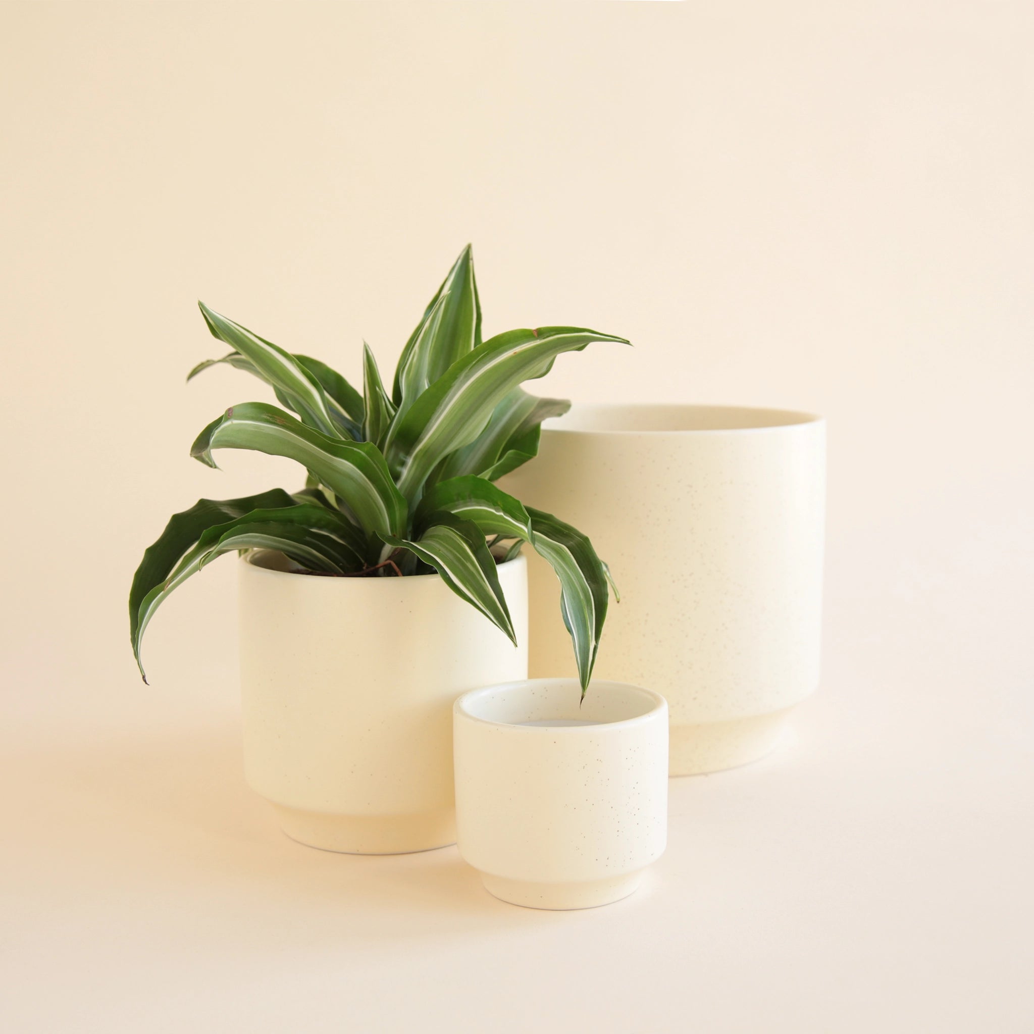 On an ivory background is three different sized ceramic pots in a neutral ivory color with slight speckling and a tapered bottom.