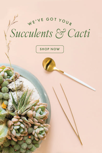we've got your succulents and cacti. shop now. two succulent and cacti arrangements sit on a peach ground with a spoon and planting tweezers.
