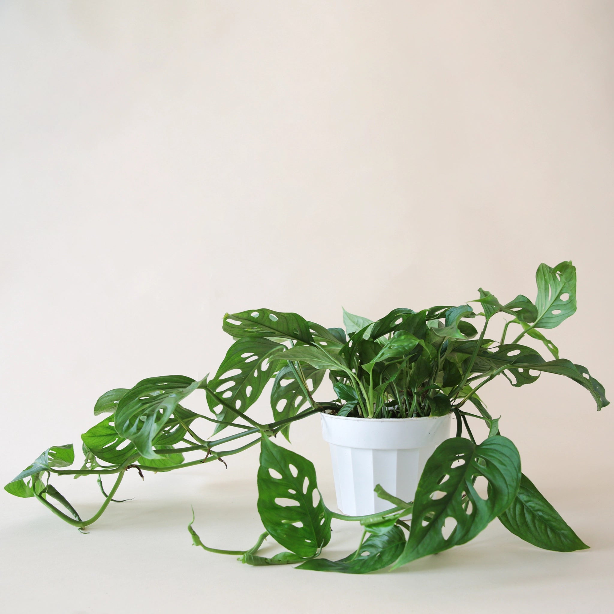 white swiss cheese plant Monstera Adansonii Plant - Swiss Cheese Vine