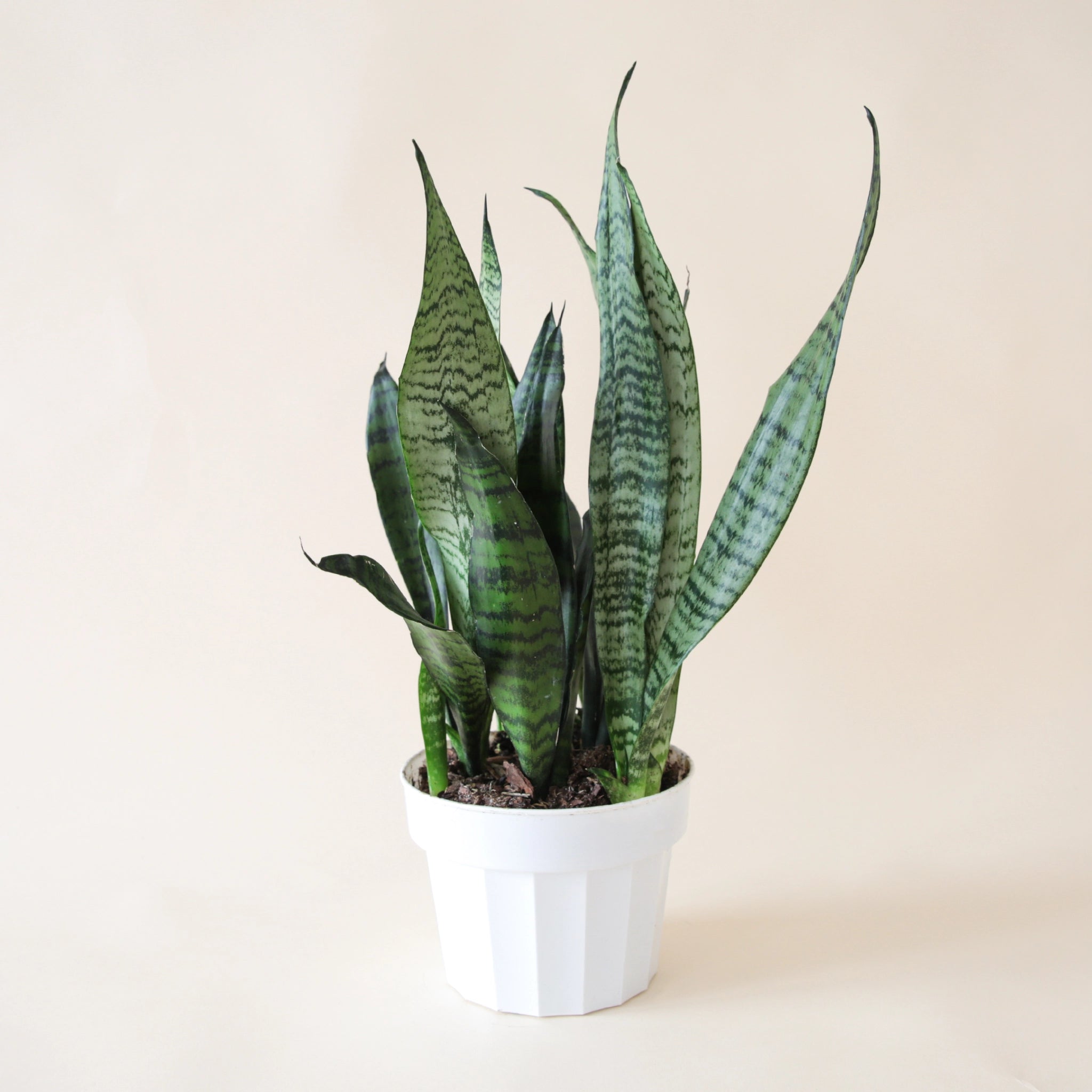 In front of white background is a plastic grow pot with a sansevieria inside. The plant has very tall, stiff leaves that are pointed at the top. The leaves are dark green with light green stripes and patterns