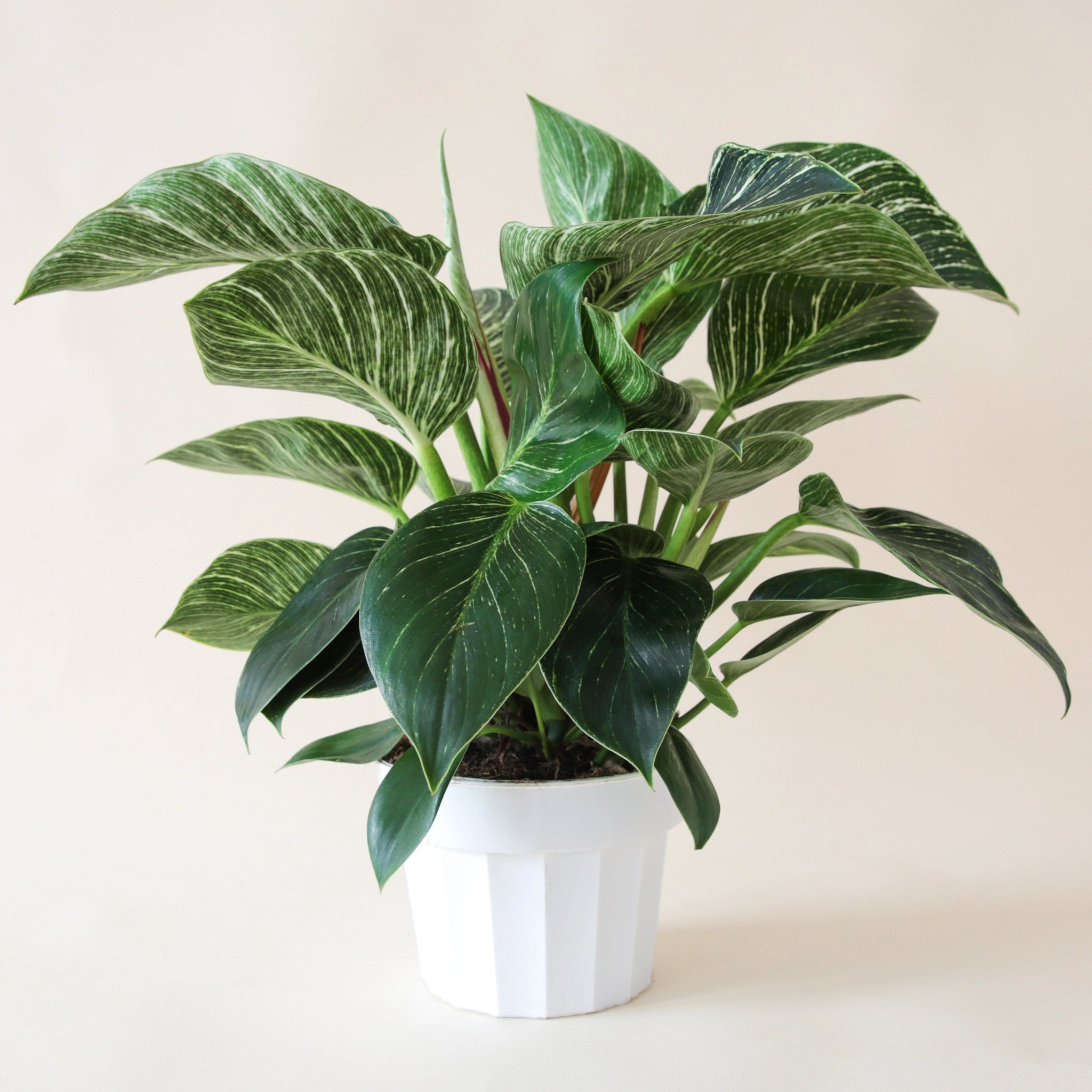 In front of a white background is a round white pot. Inside the pot is a philodendron brikin. The light green stems are tall and stick straight up. Most of the leaves are green and pointed at the top. Some of the leaves have white stripes.