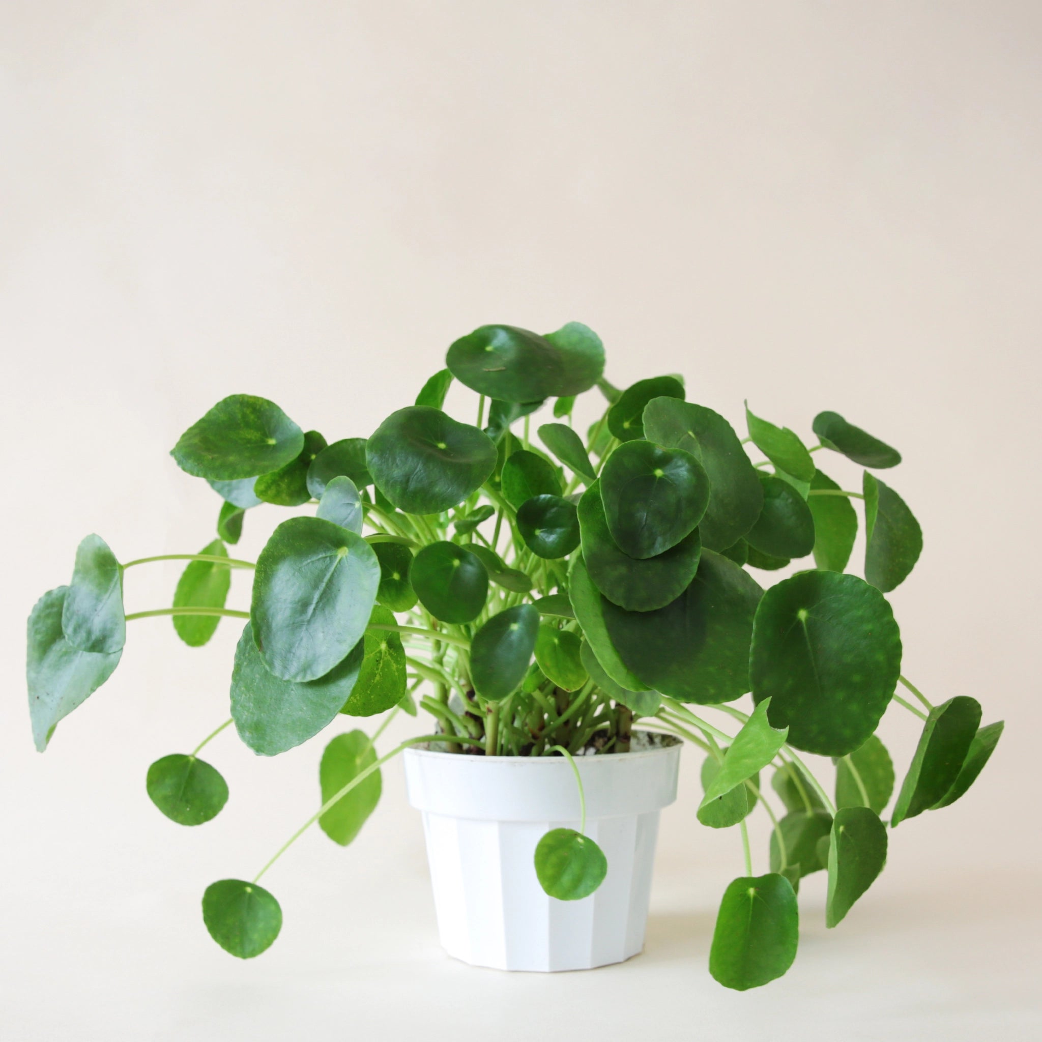 Pilea peperomioides deals