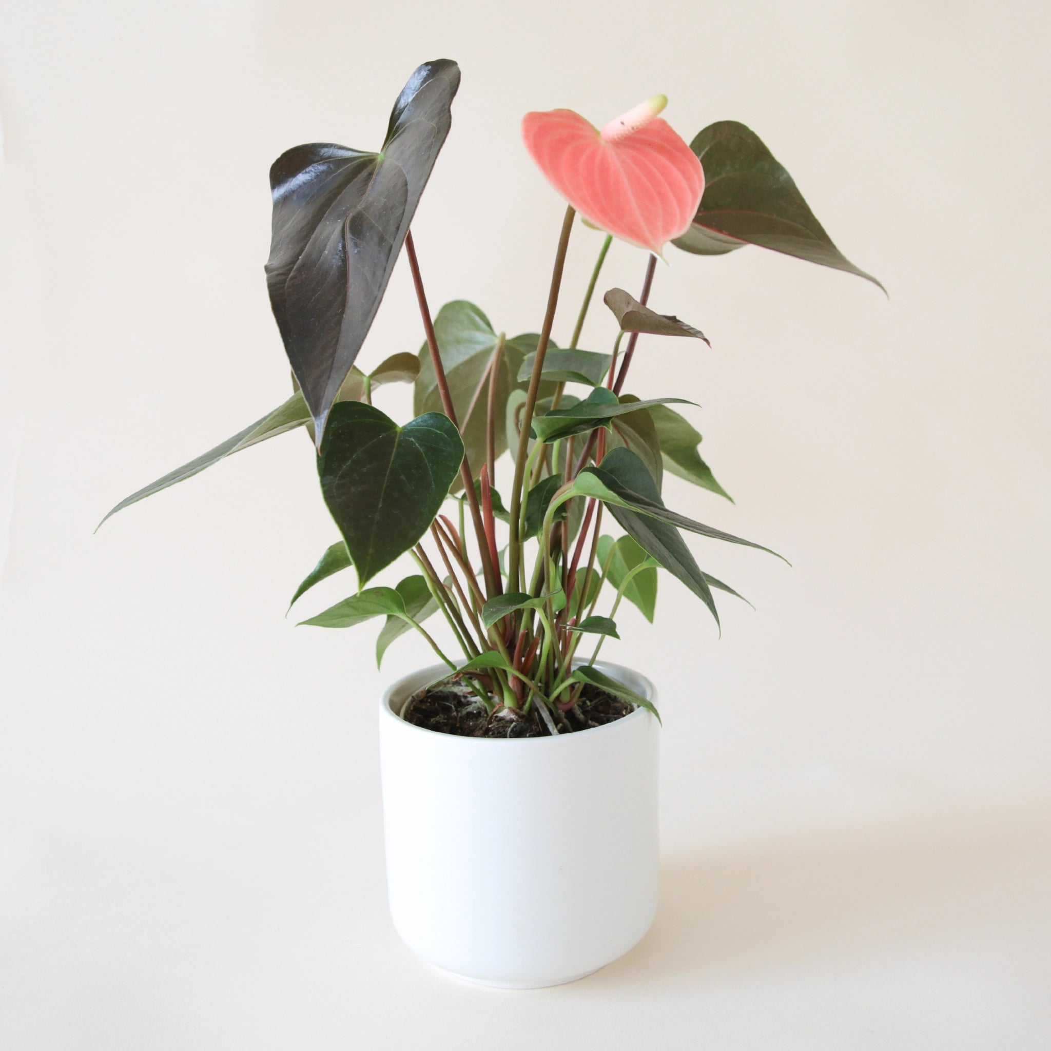 an anthurium rainbow champion with dark green pointed leaves and a salmon pink flower in a white pot