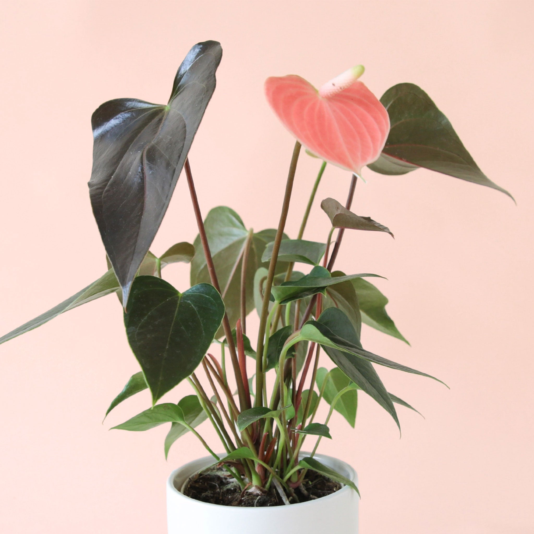 an anthurium rainbow champion with dark green pointed leaves and a salmon pink flower in a white pot