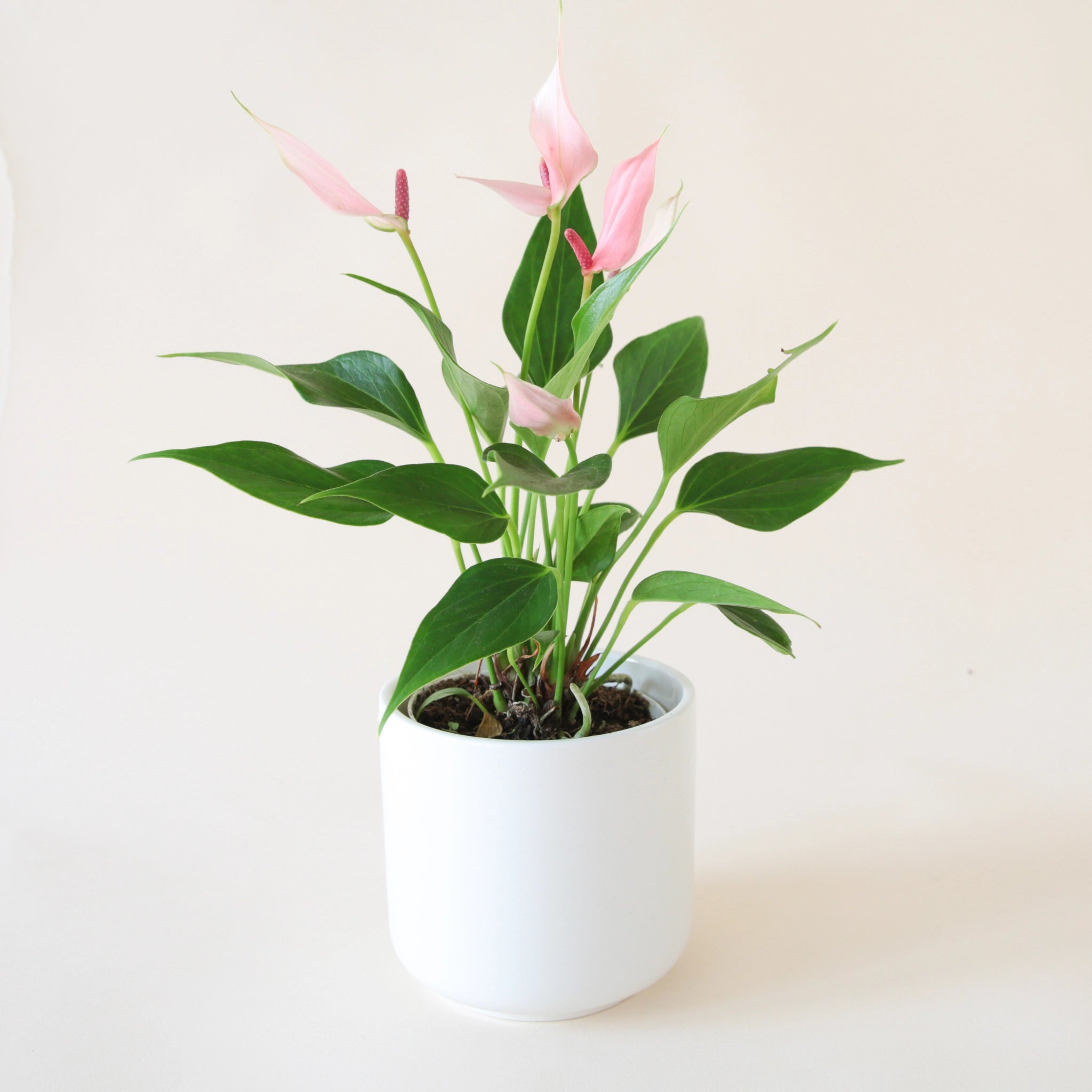 Anthurium &quot;Lilli&quot; Light Pink in a round white pot. Anthurium is a green leafy plant with tall bright pink arrowhead shape flowers and dark pink stamen.