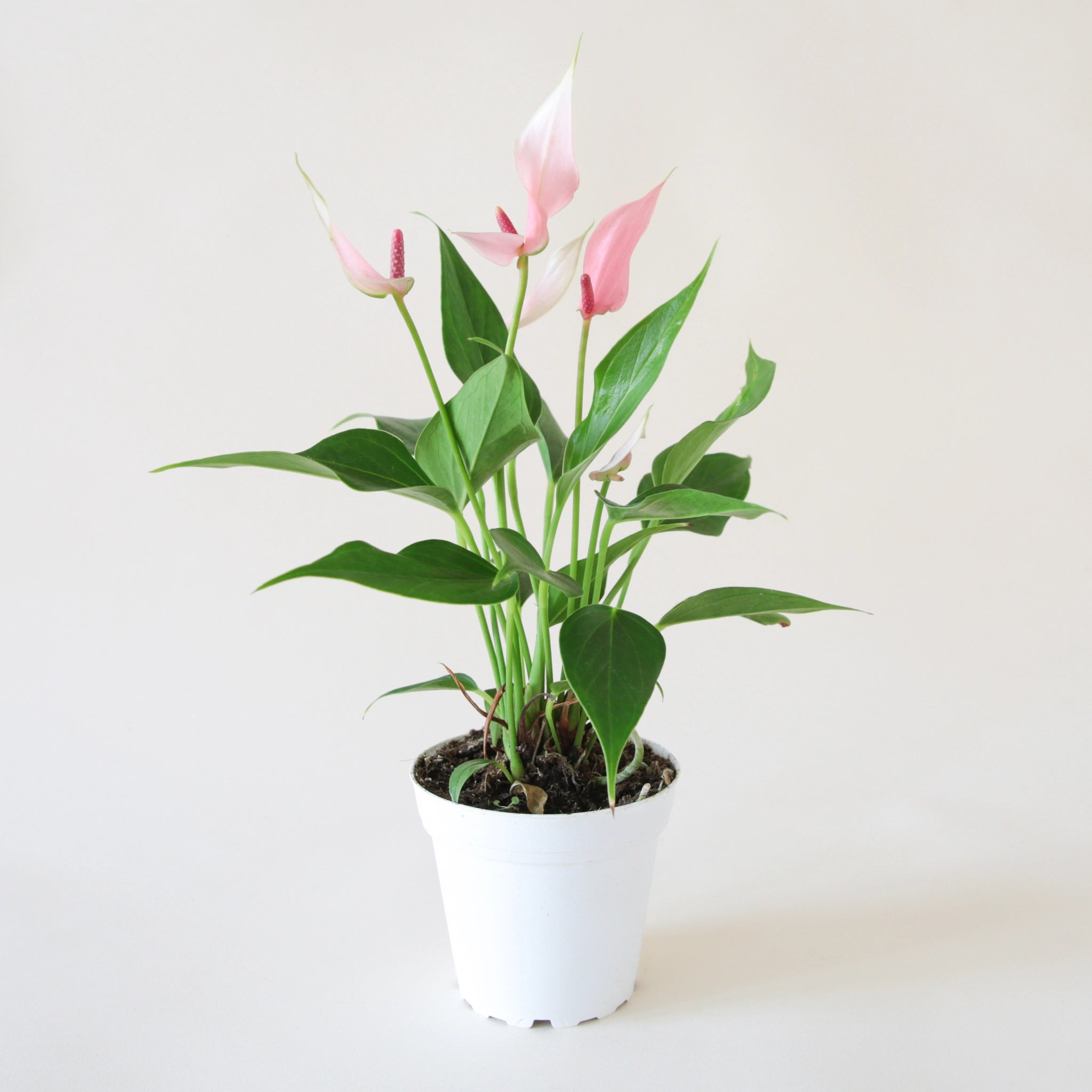 Anthurium "Lilli" Light Pink in a round white pot. Anthurium is a green leafy plant with tall bright pink arrowhead shape flowers and dark pink stamen.