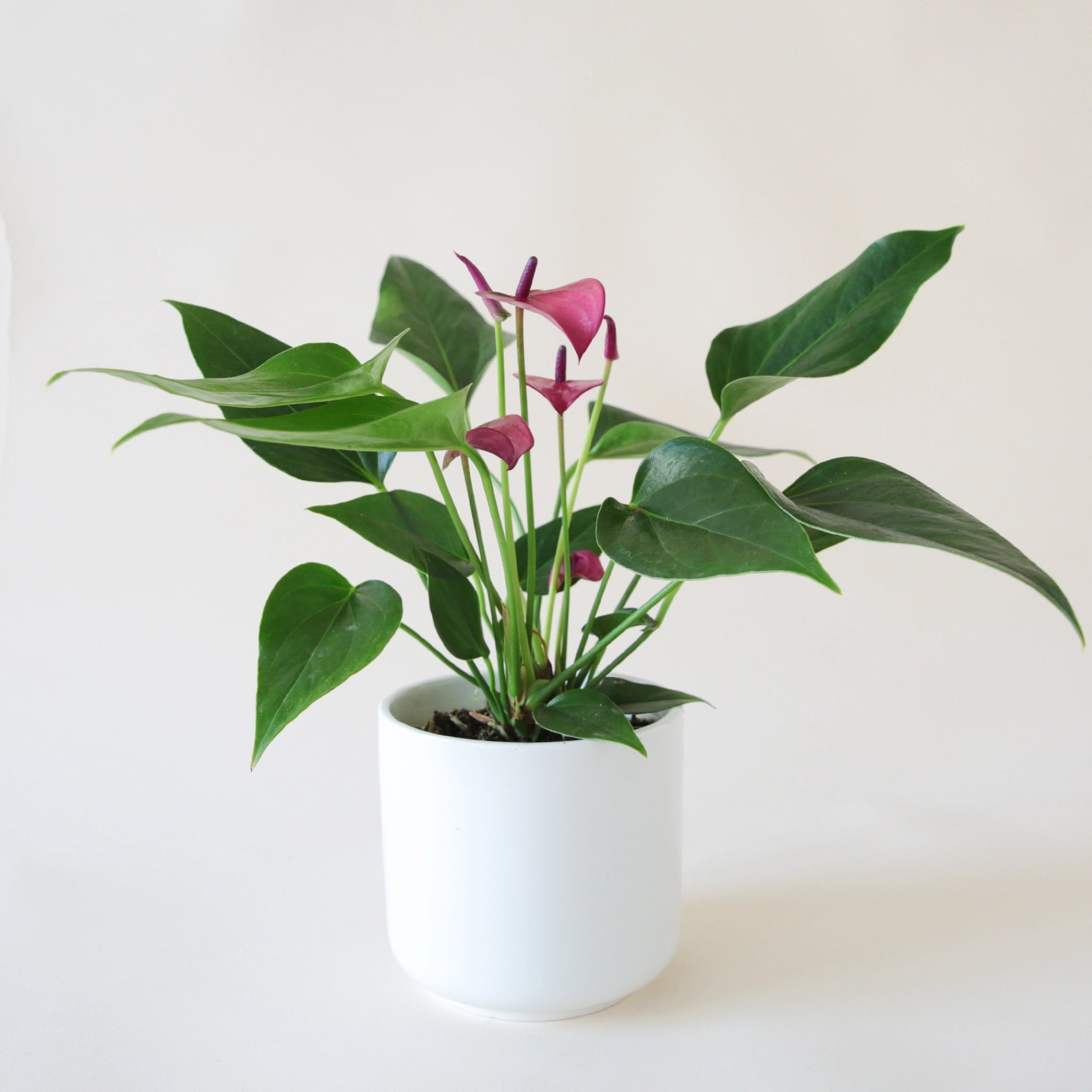 Anthurium 'Zizou' Purple planted in a round white pot. Anthurium has dark green spade shaped leaves and tall flat grape colored flower petals and dark purple stamen.