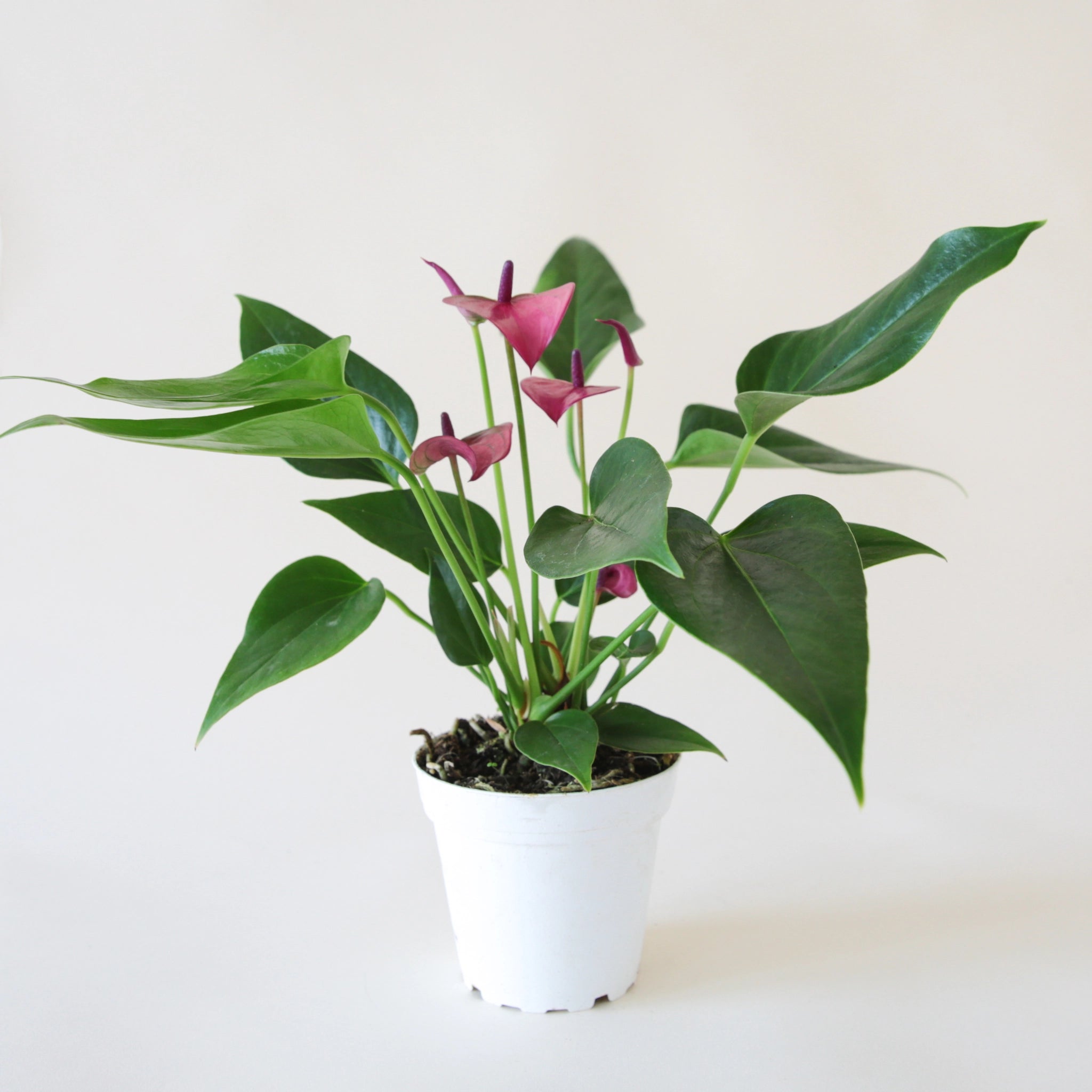 Anthurium &#39;Zizou&#39; Purple planted in a round white pot. Anthurium has dark green spade shaped leaves and tall flat grape colored flower petals and dark purple stamen.