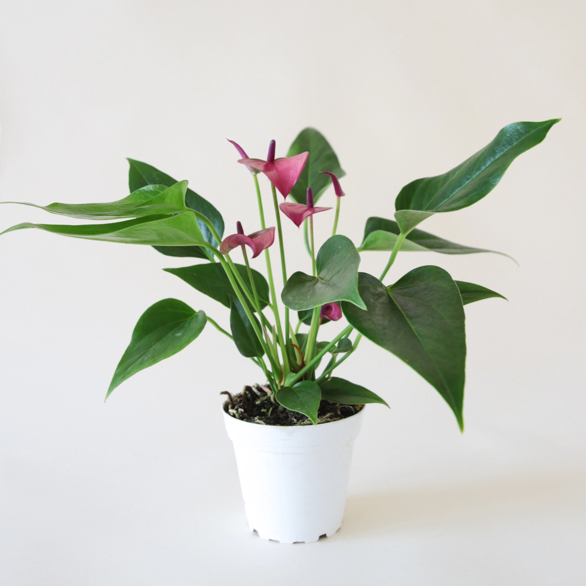 purple anthurium flower Anthurium Zizou