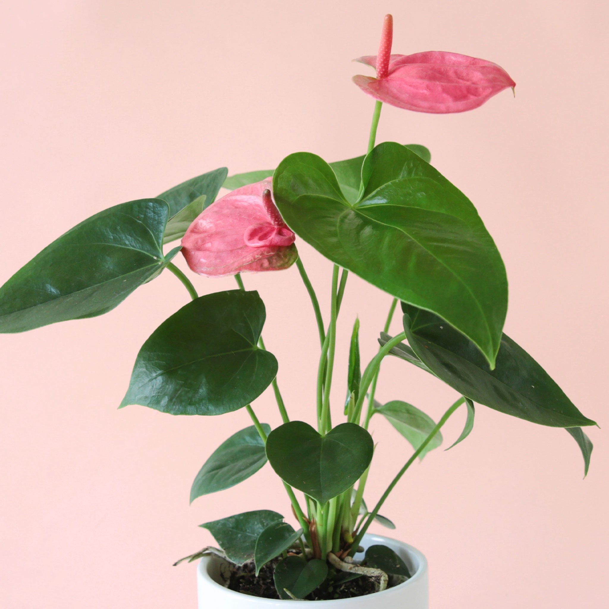 an anthurium sweet dreams with bright green leaves and hot pink flowers sits in a white pot