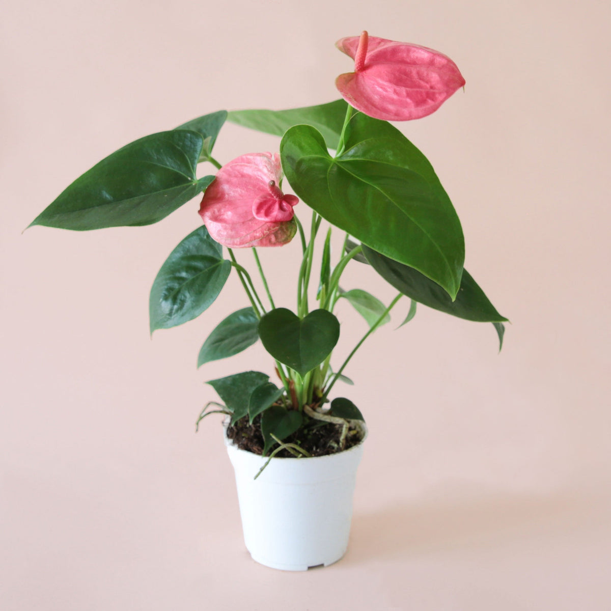 an anthurium sweet dreams with bright green leaves and hot pink flowers sits in a white pot