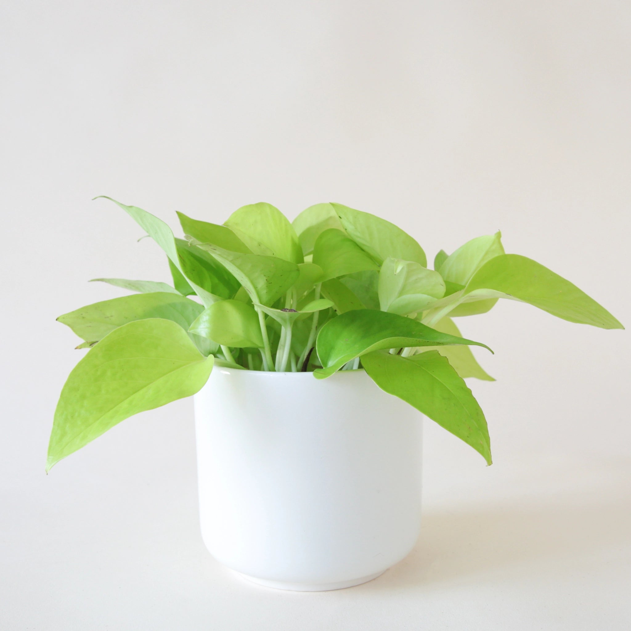 In front of a white background is a white cylinder pot. Inside the pot is a neon pothos. The plant has wide neon green leaves that are pointed on the end.
