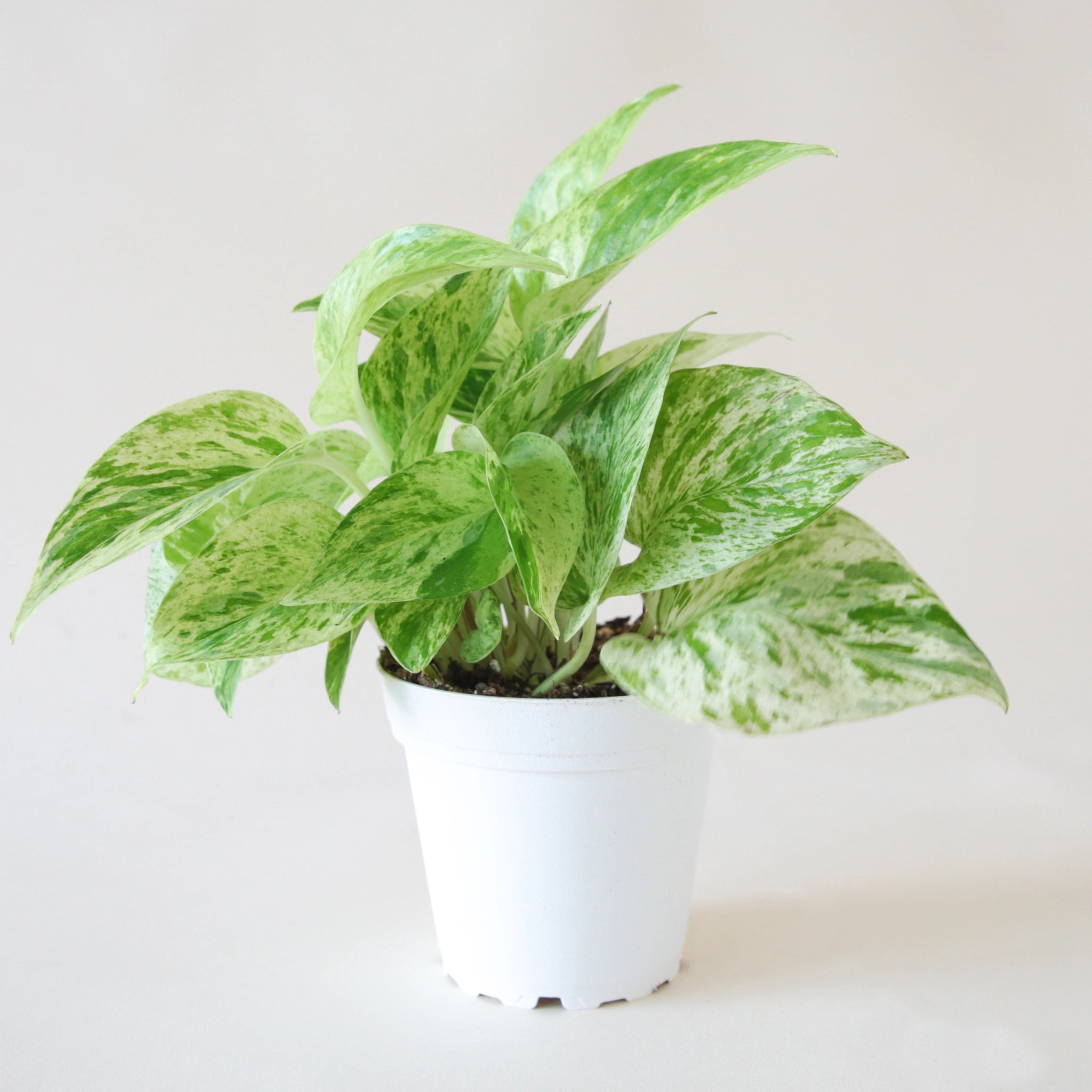 pothos marble queen sits in a small white pot