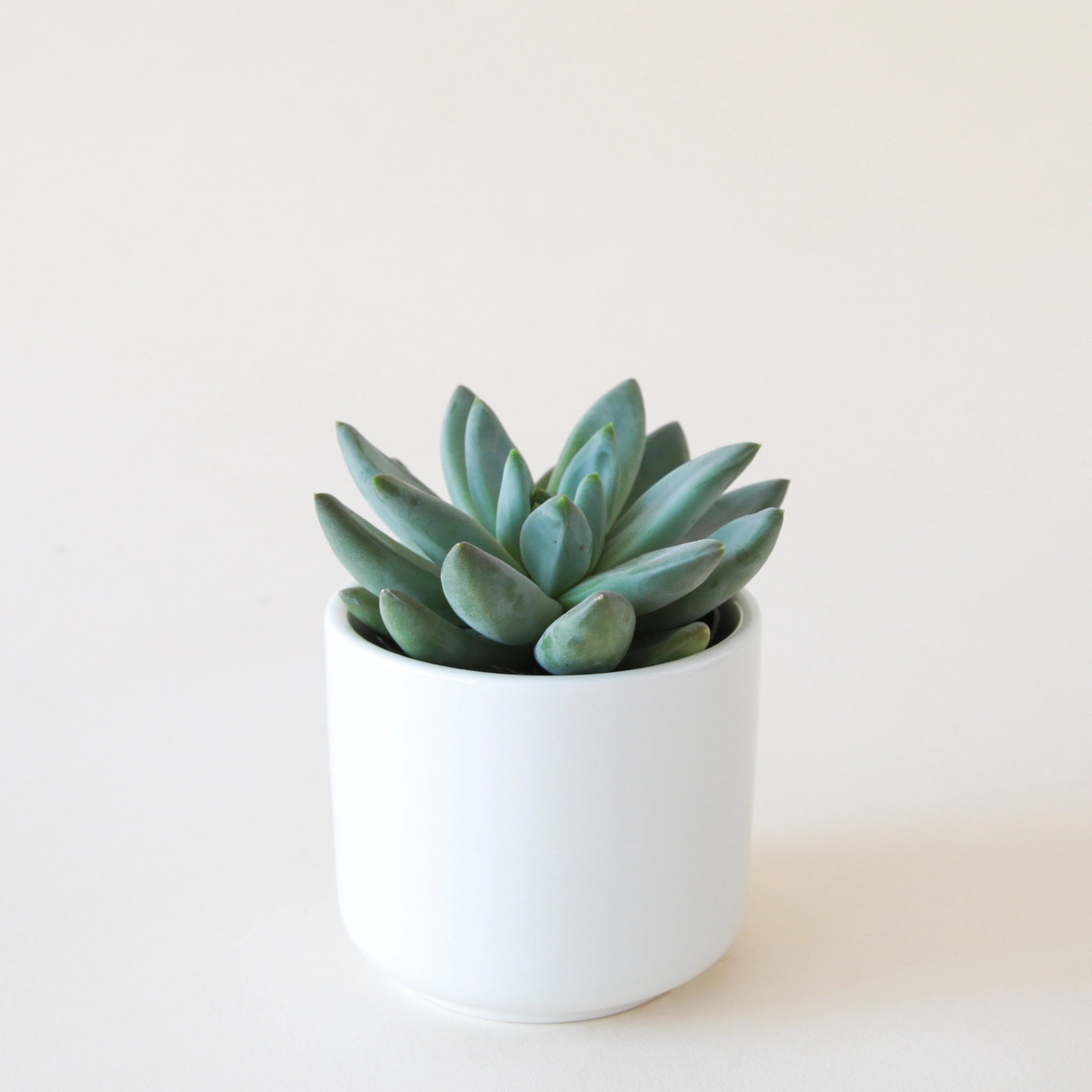 little jewel succulent in a small white pot