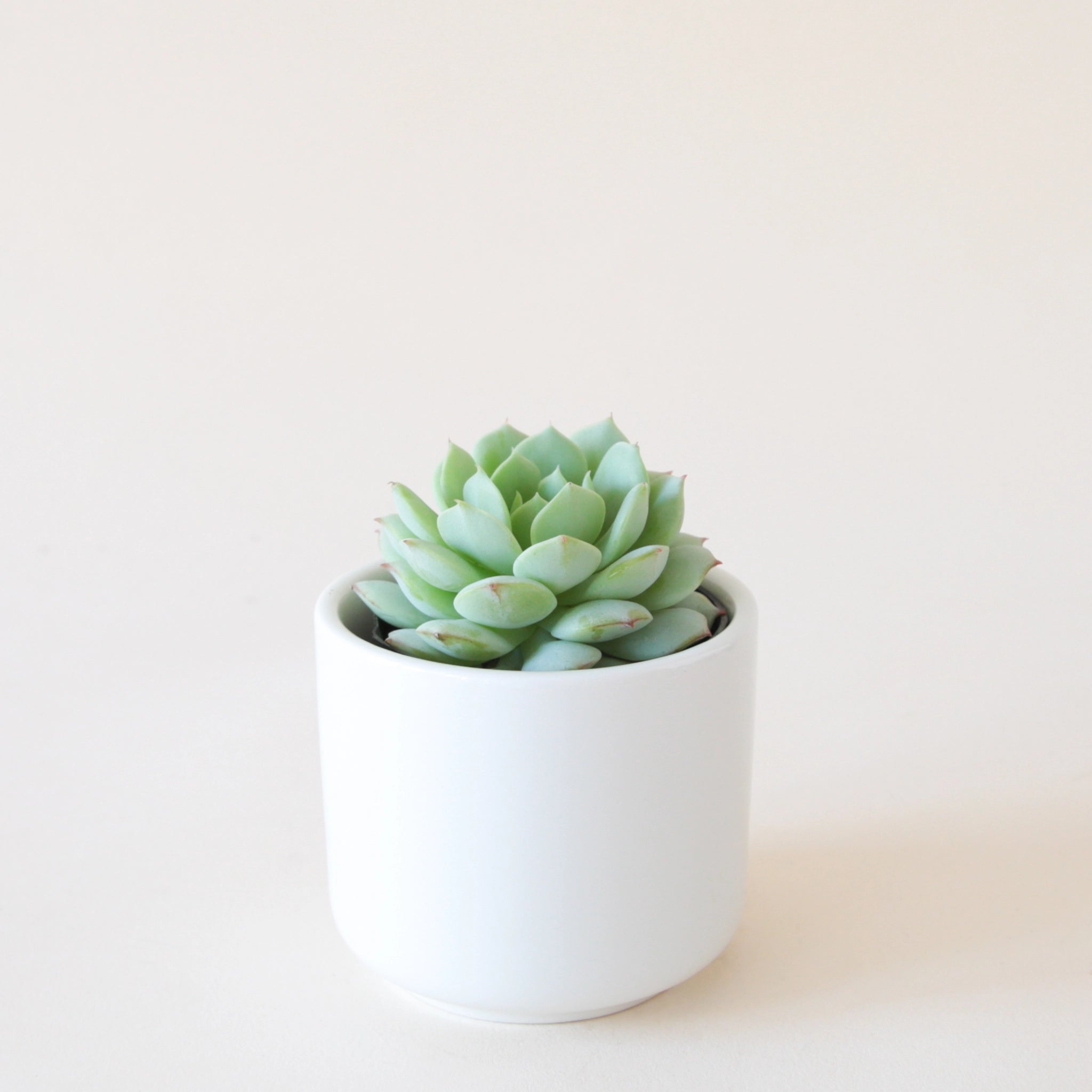 soft green painted lady succulent in a small white pot