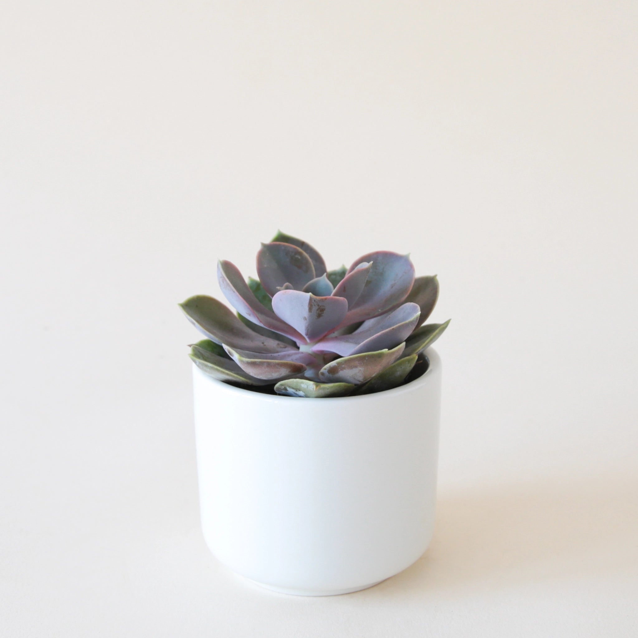 purple colored perle von nurnberg succulent in a small white pot