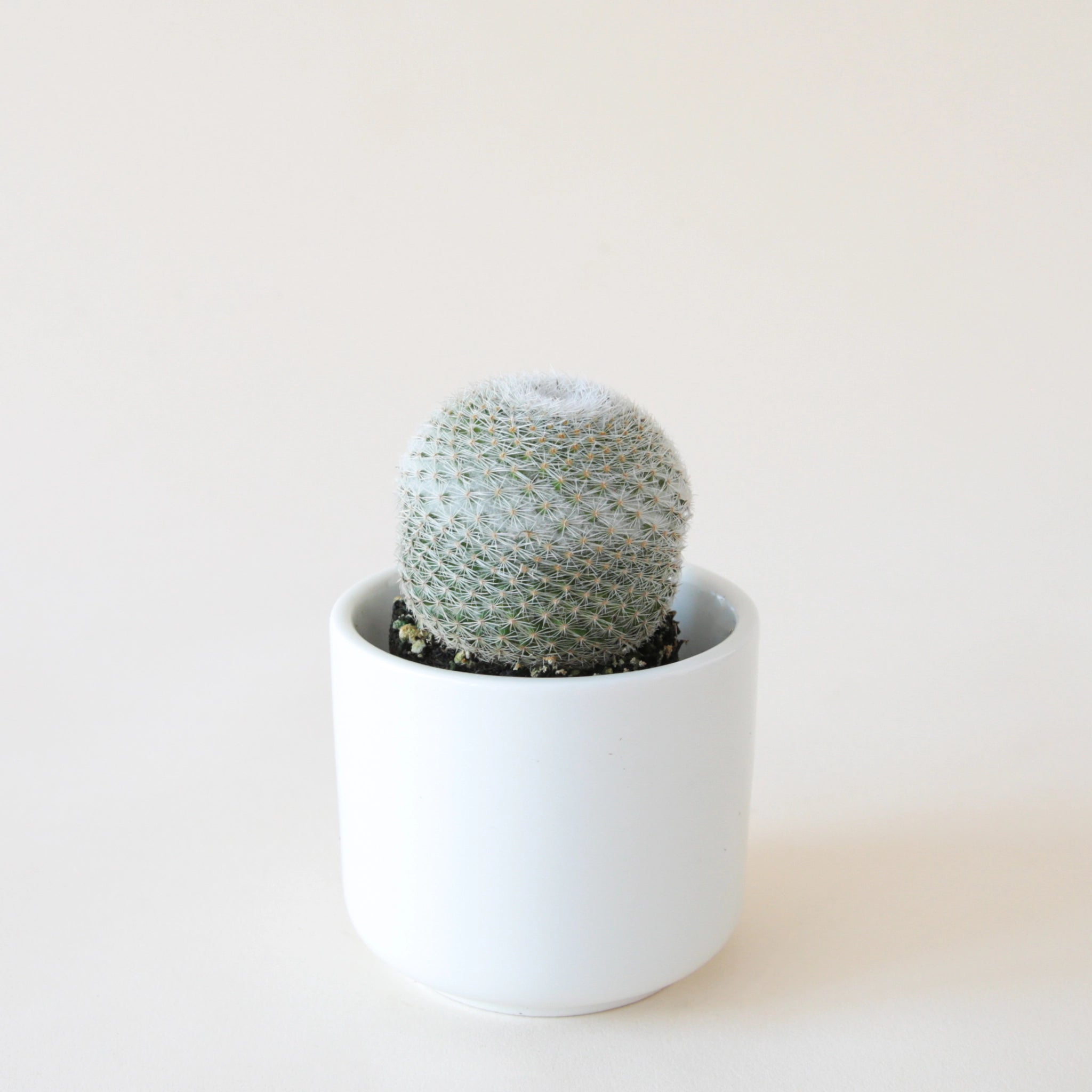 On a neutral background is a round white ceramic pot (not included with purchase) filled with a mammillaria elegans cactus. 