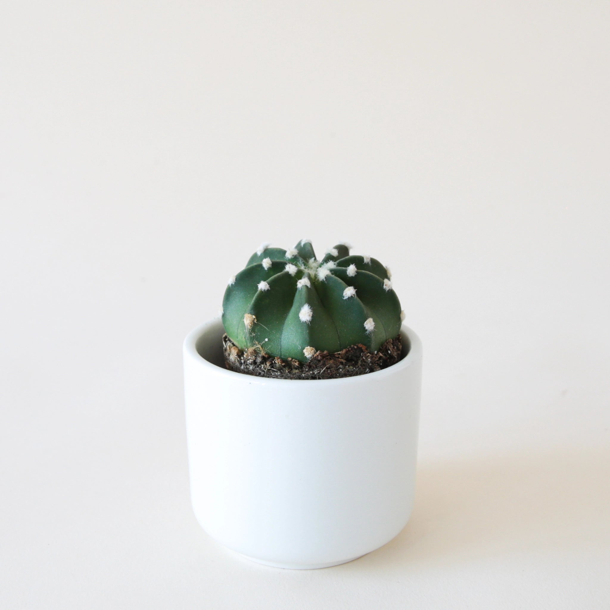 domino cactus in a small white pot