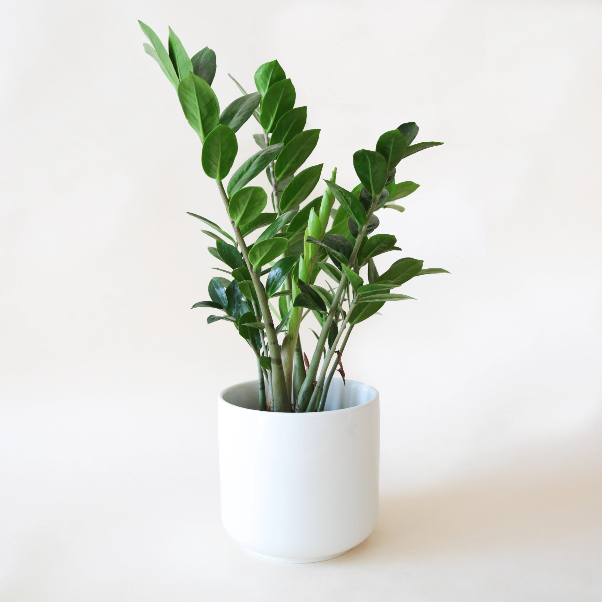 a zz plant with tall stems covered in small pointed leaves sits in a white pot