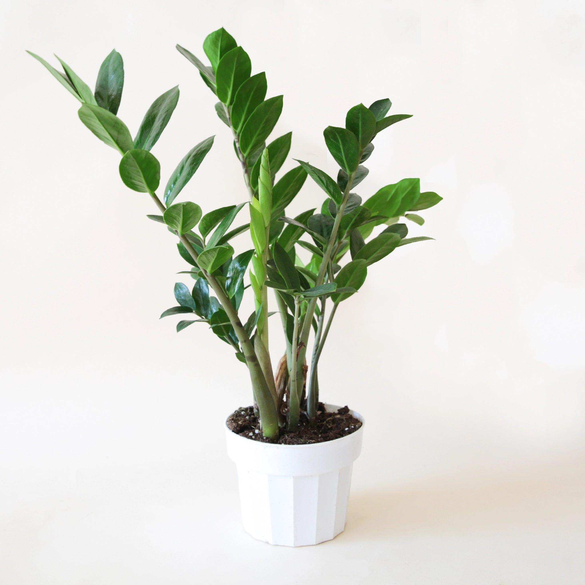 a zz plant with tall stems covered in small pointed leaves sits in a white pot