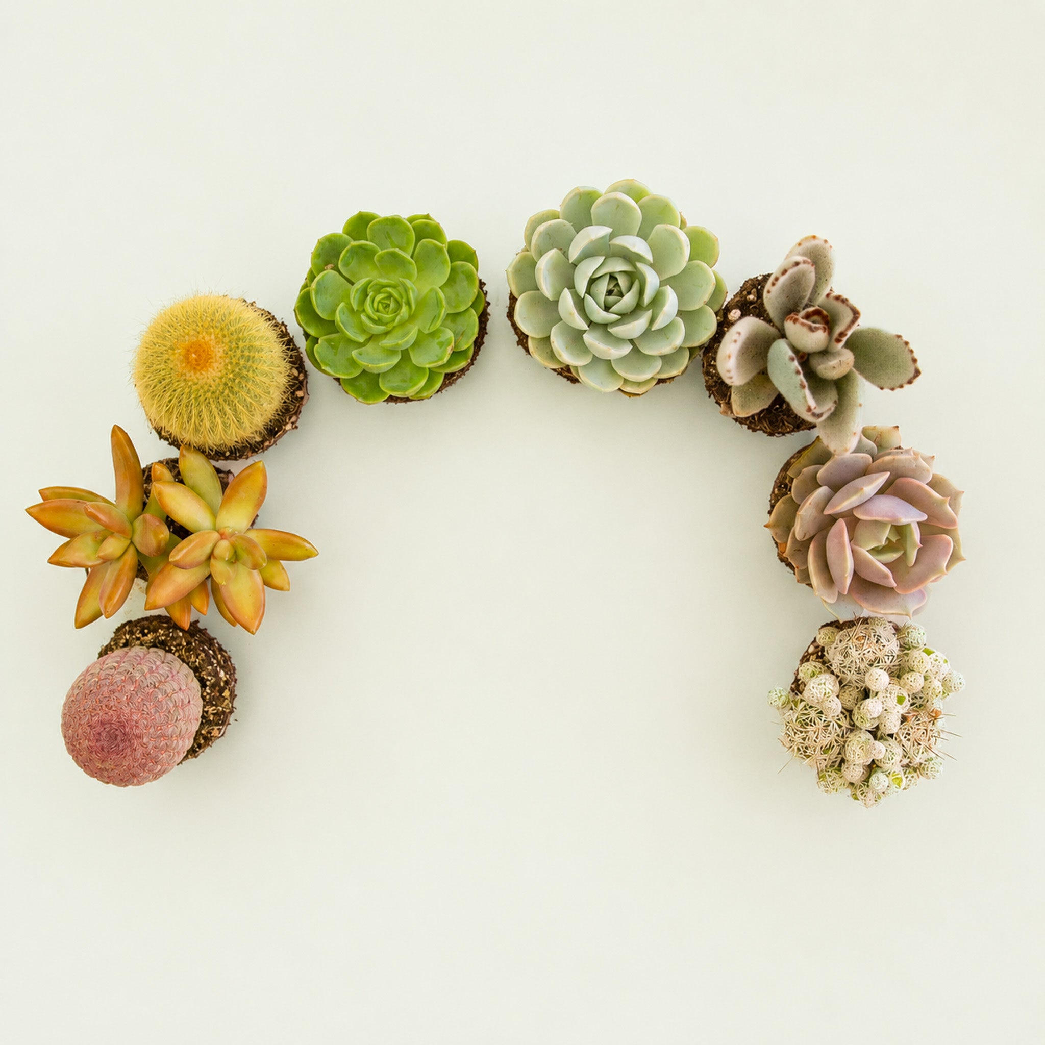 An assortment of multi colored succulent and cacti. 