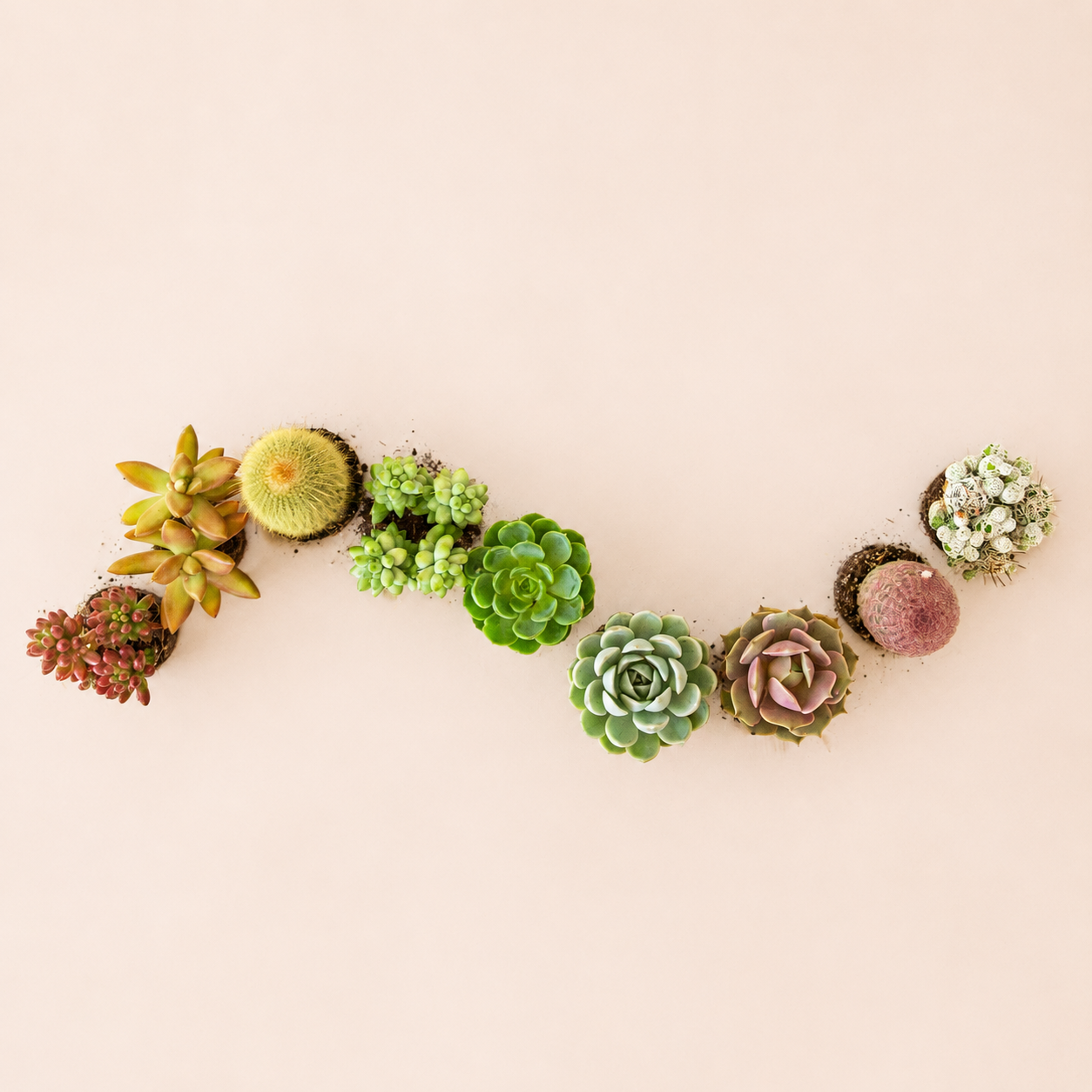 An assortment of multi colored succulent and cacti. 