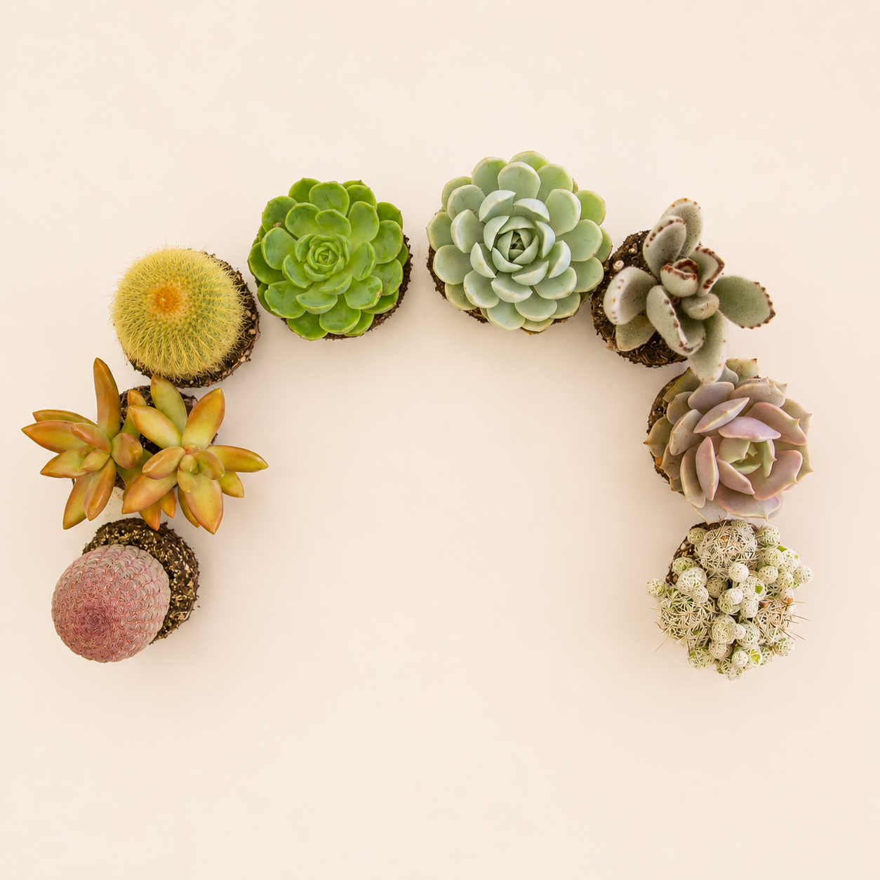 An assortment of multi colored succulent and cacti. 