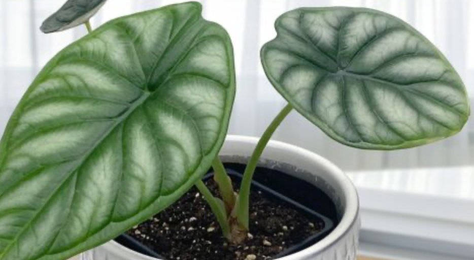 Alocasia - Dragon Scale
