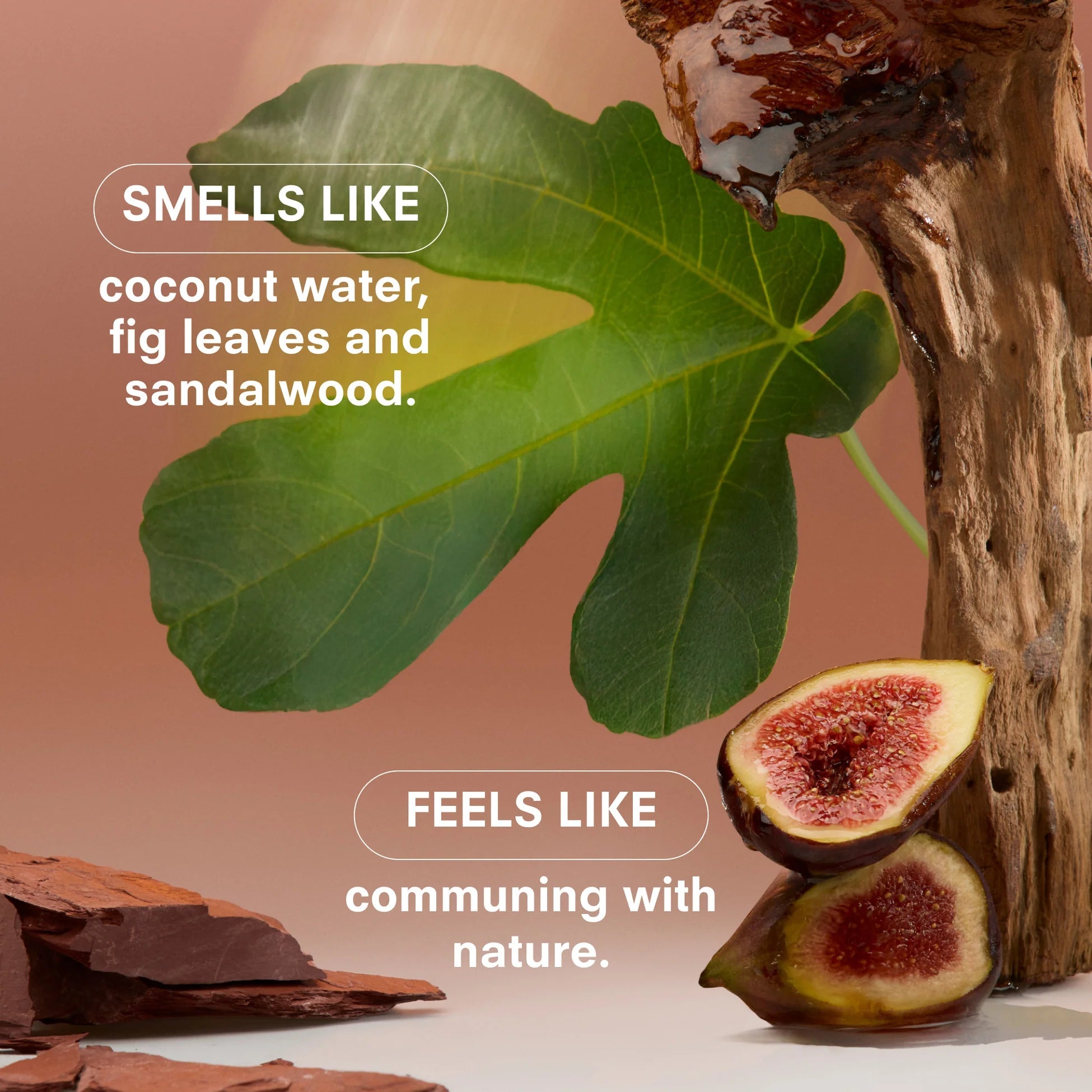 Fig leaves, sliced figs, and wood with text reading “Smells like coconut water, fig leaves and sandalwood. Feels like communing with nature.