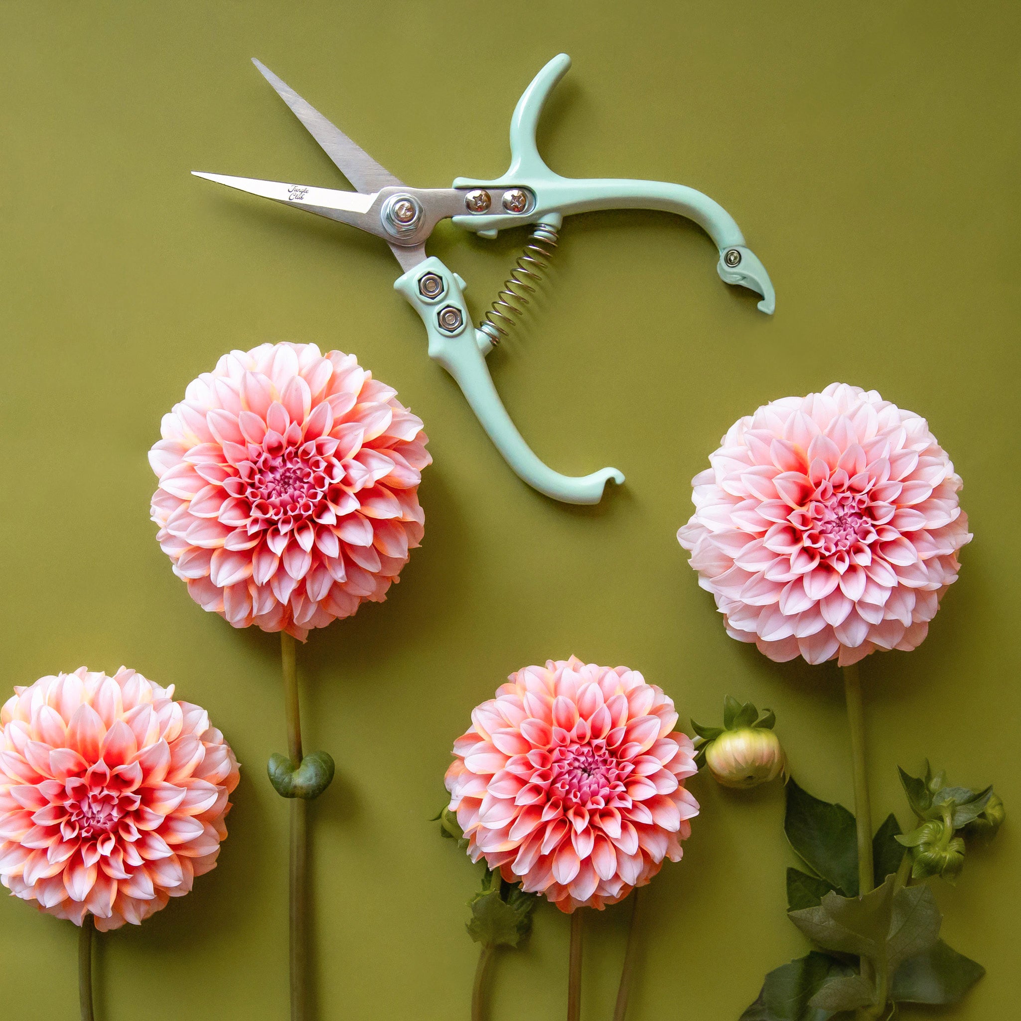 Minty blue colored pruning shears above beautiful pink dahlias.