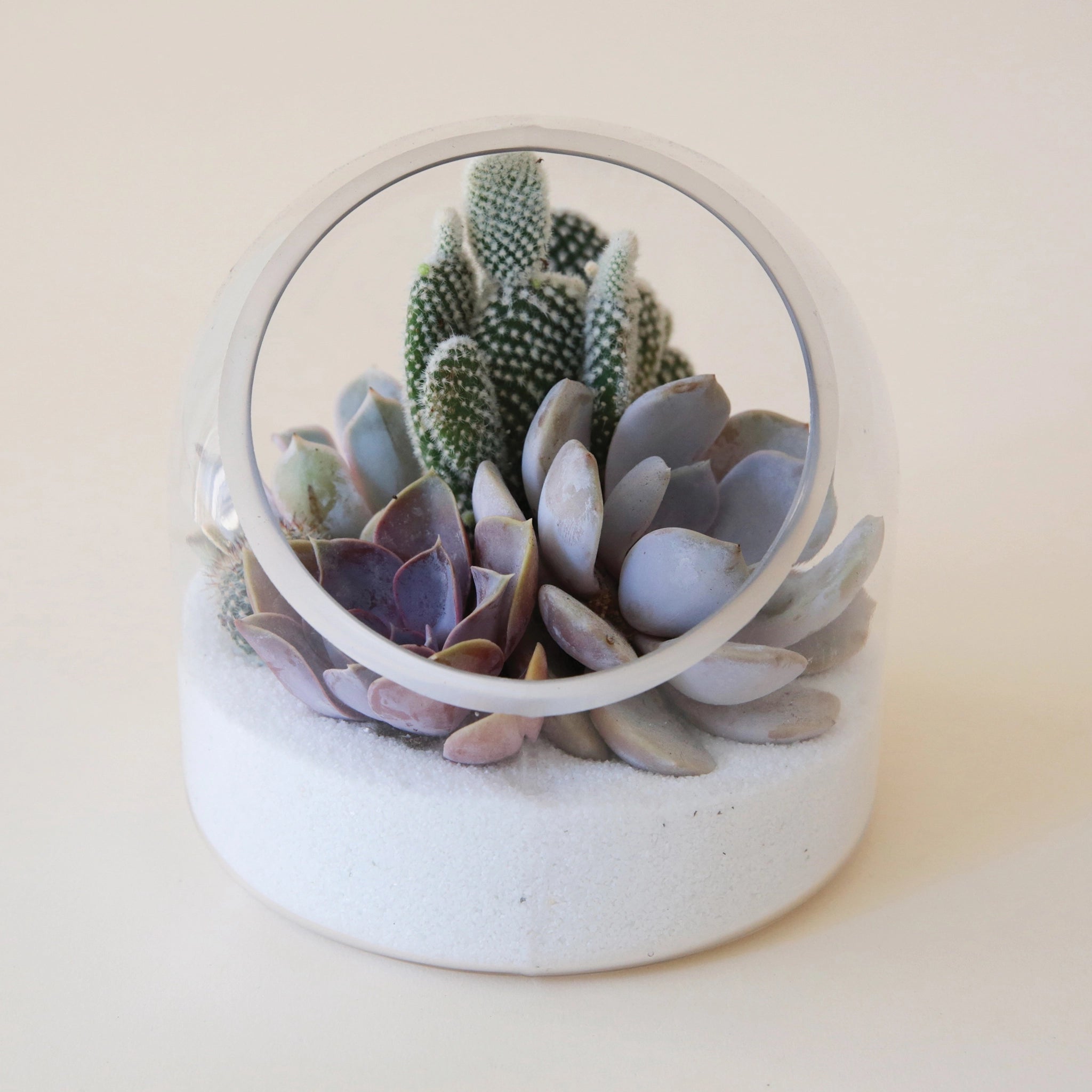 A glass terrarium with a flat bottom, and a circle opening at the front and filled here with a succulent arrangement. 