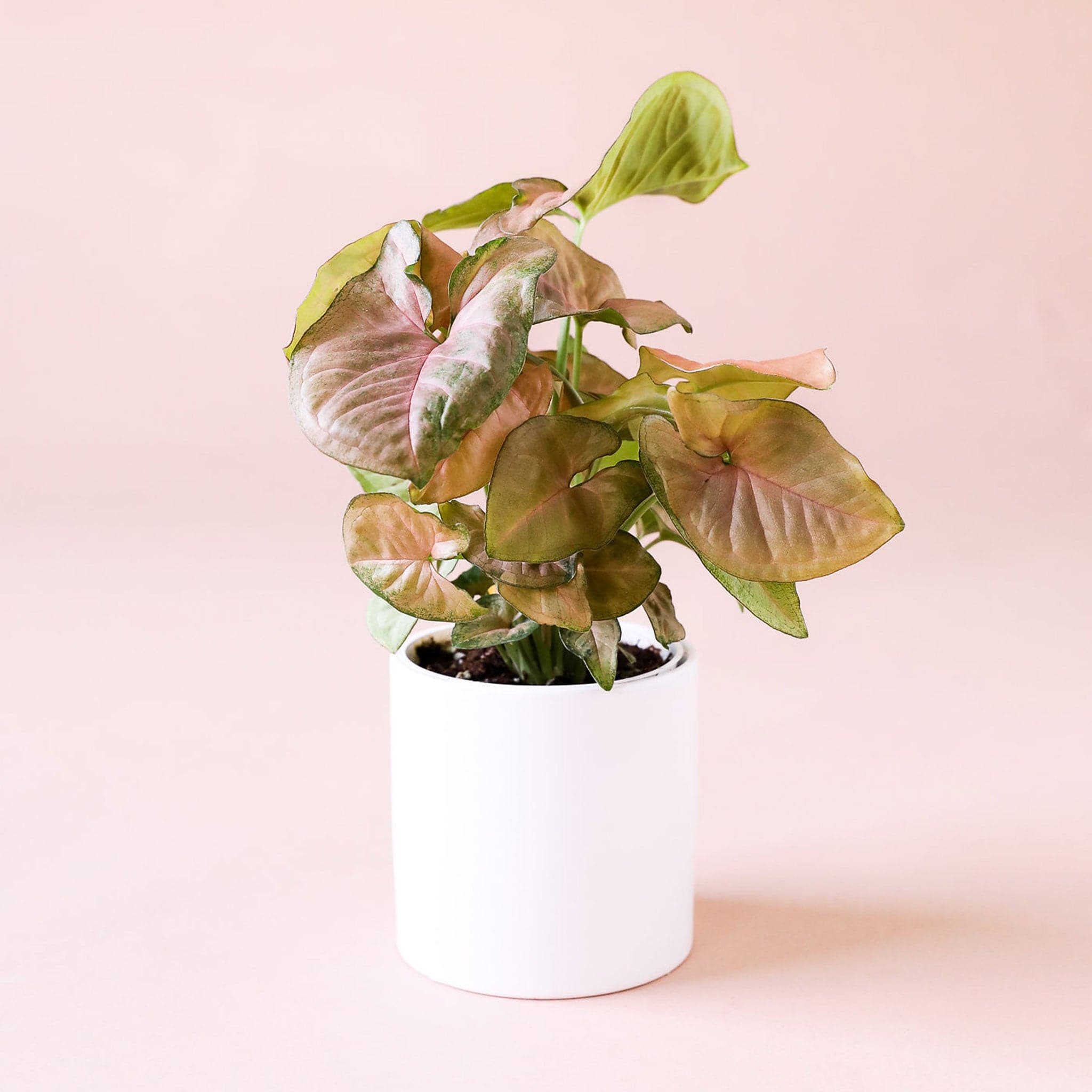 gainst a soft pink background is a white, cylinder pot. Inside the pot is a tall, light green plant. The leaves are shaped like an arrowhead. The top of the leaves are dusted with a dusty rose color.
