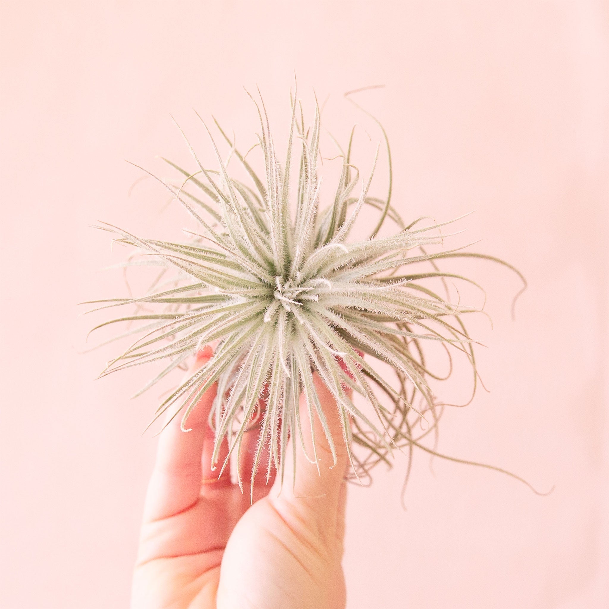 air plant tectorum Tillandsia Tectorum | Air Plants
