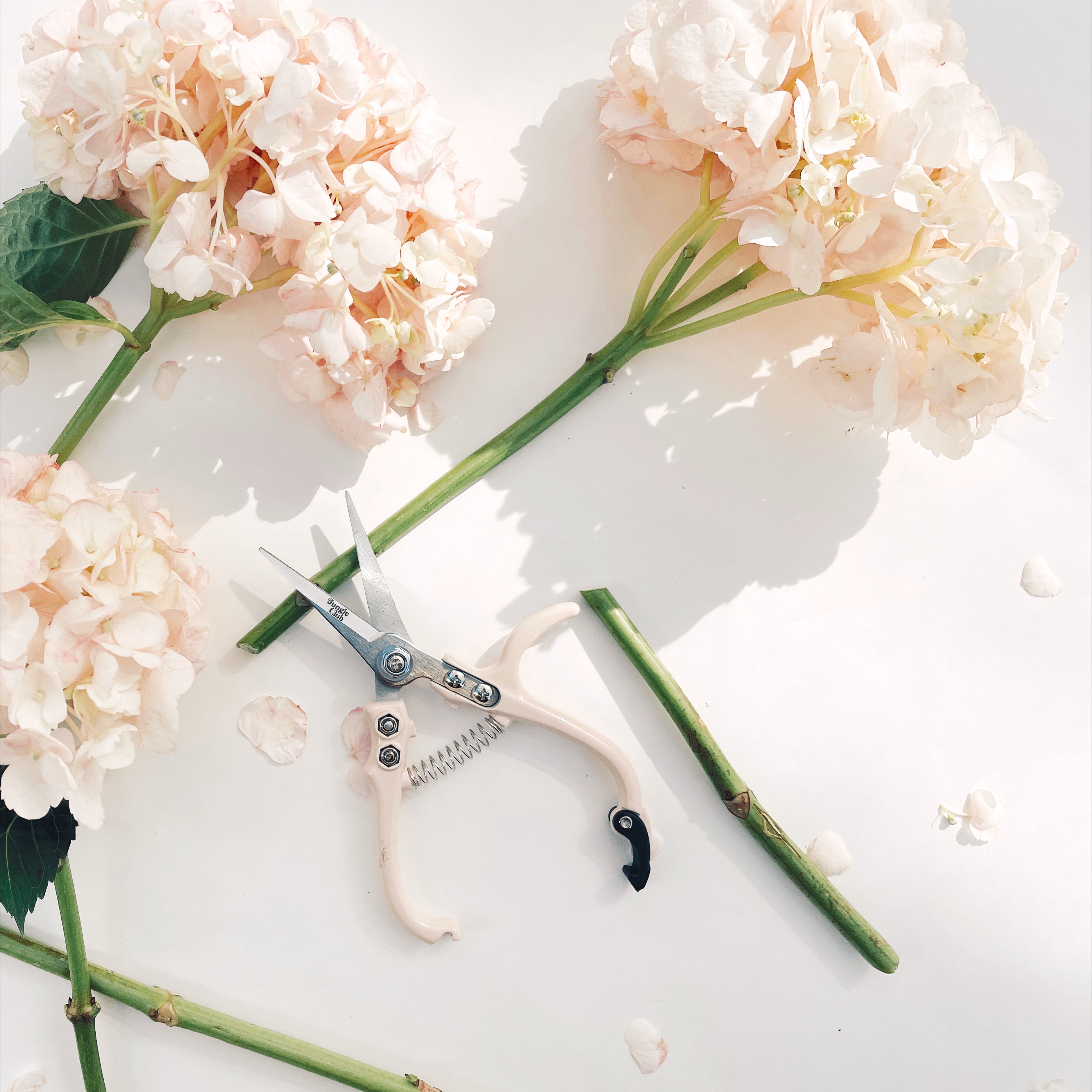 Pruning shears with a narrow tip, and light cream colored handle and a black clasp to connect when shears are not in use. There is small black text on the side of the shears that read, "Jungle Club".