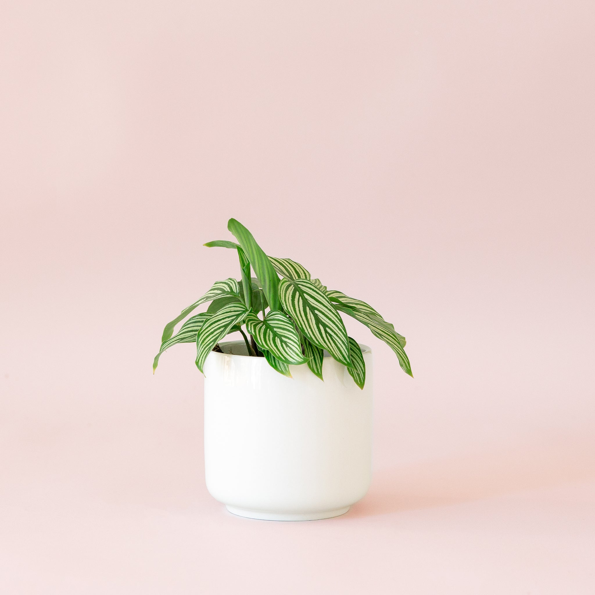 Calathea Vittata - Thumbnail 3