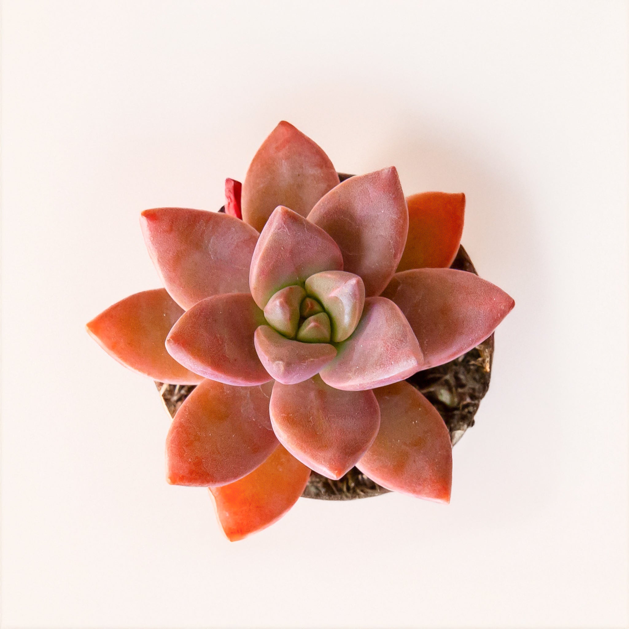 On a cream background is a Graptosedum Sunset succulent.