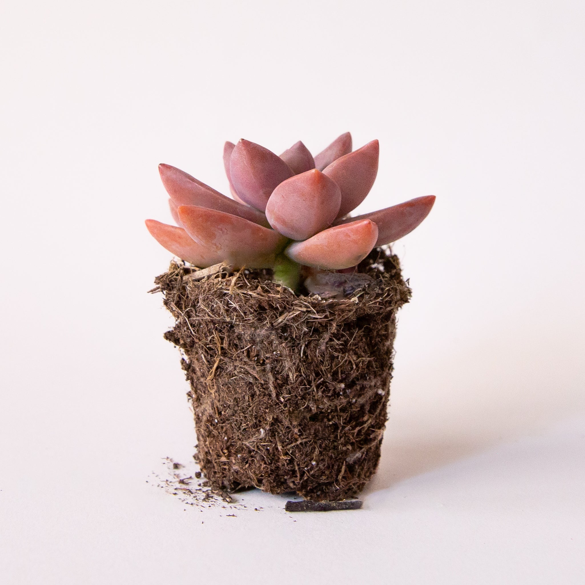 bronze succulent Graptosedum