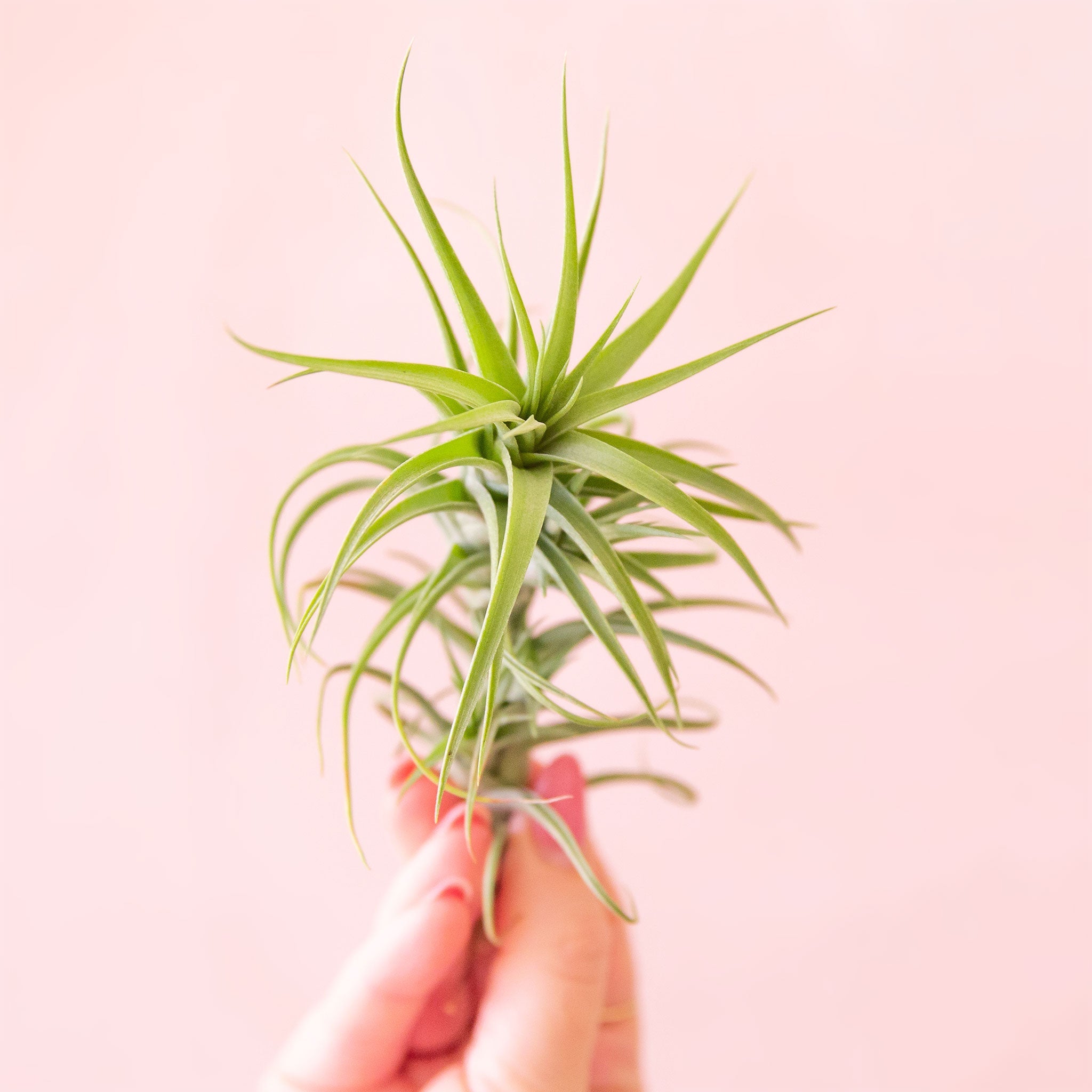 aeranthos air plant care Tillandsia