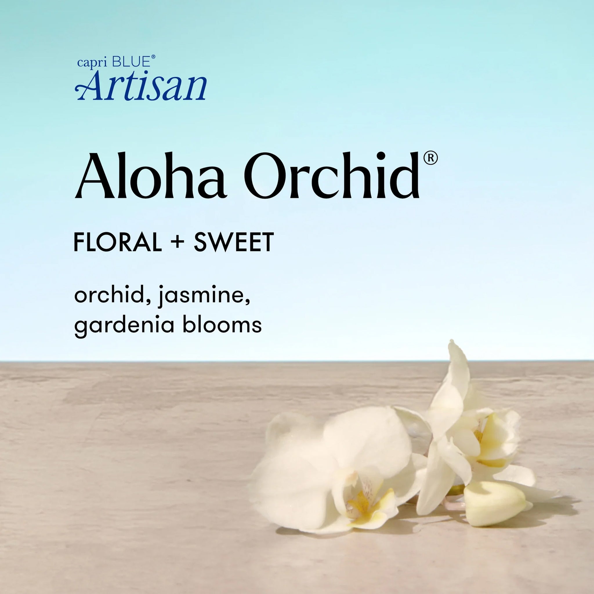 Capri Blue Artisan Aloha Orchid white orchids on a light wooden surface.